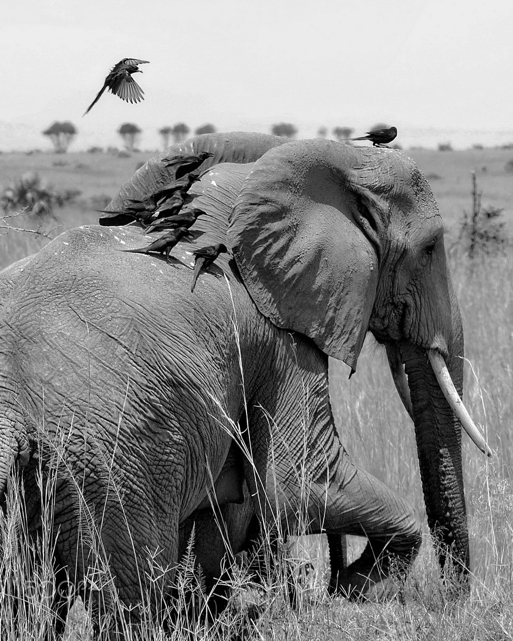 Panasonic Lumix DMC-GH3 sample photo. Elephant and travelers photography