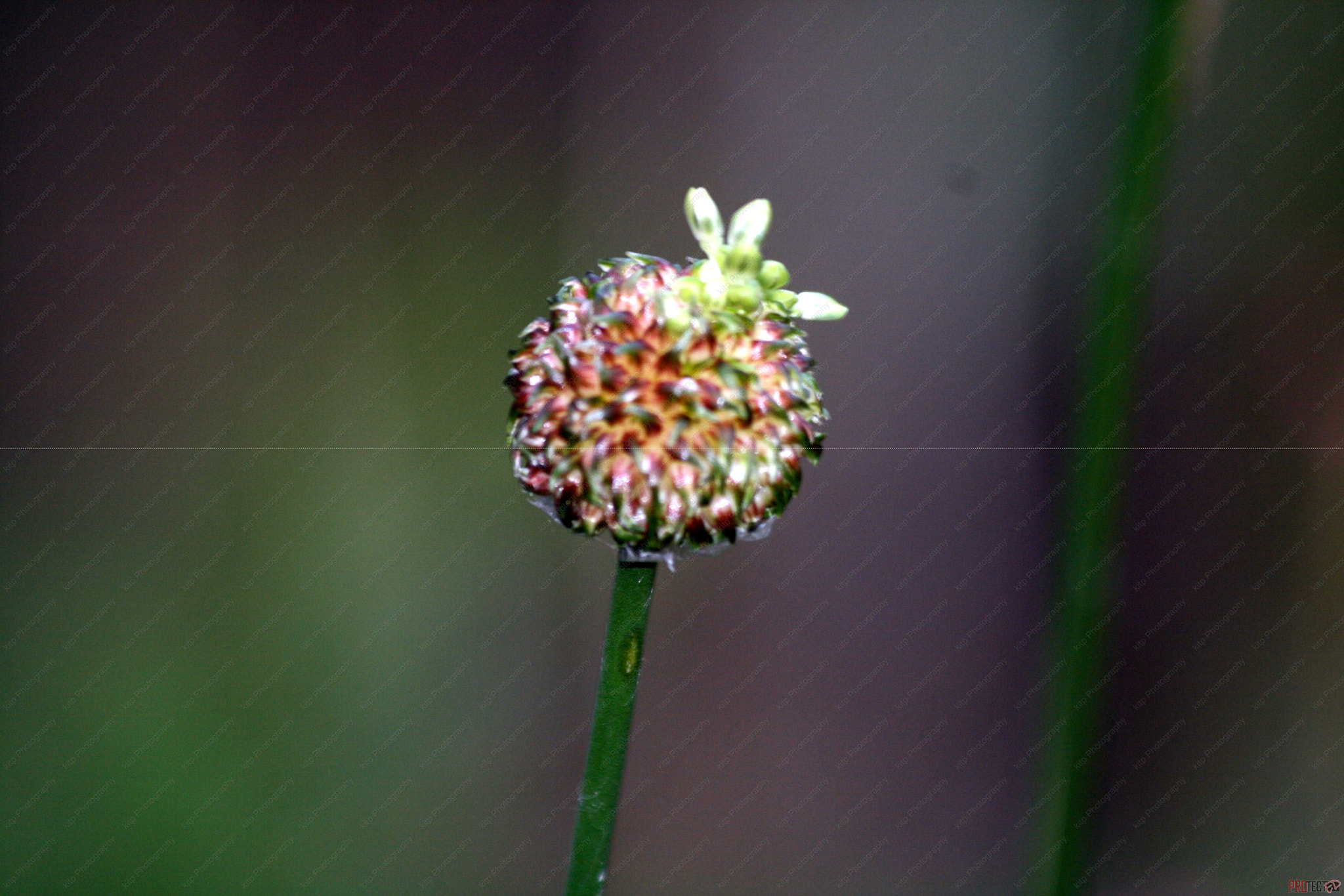 Canon EOS 400D (EOS Digital Rebel XTi / EOS Kiss Digital X) sample photo. Scallion bud photography