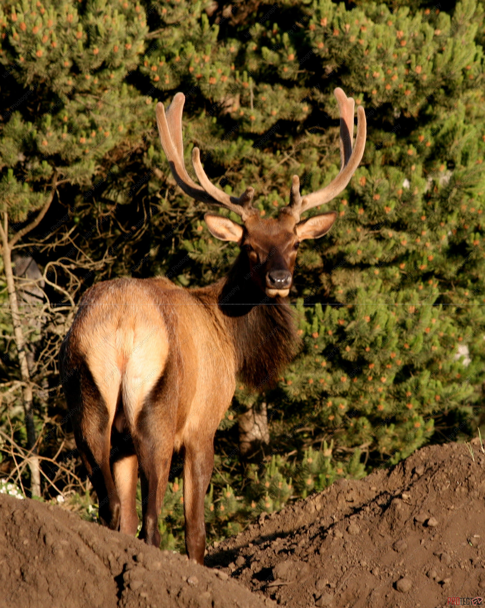 Canon EOS 400D (EOS Digital Rebel XTi / EOS Kiss Digital X) sample photo. Elk on the mound photography
