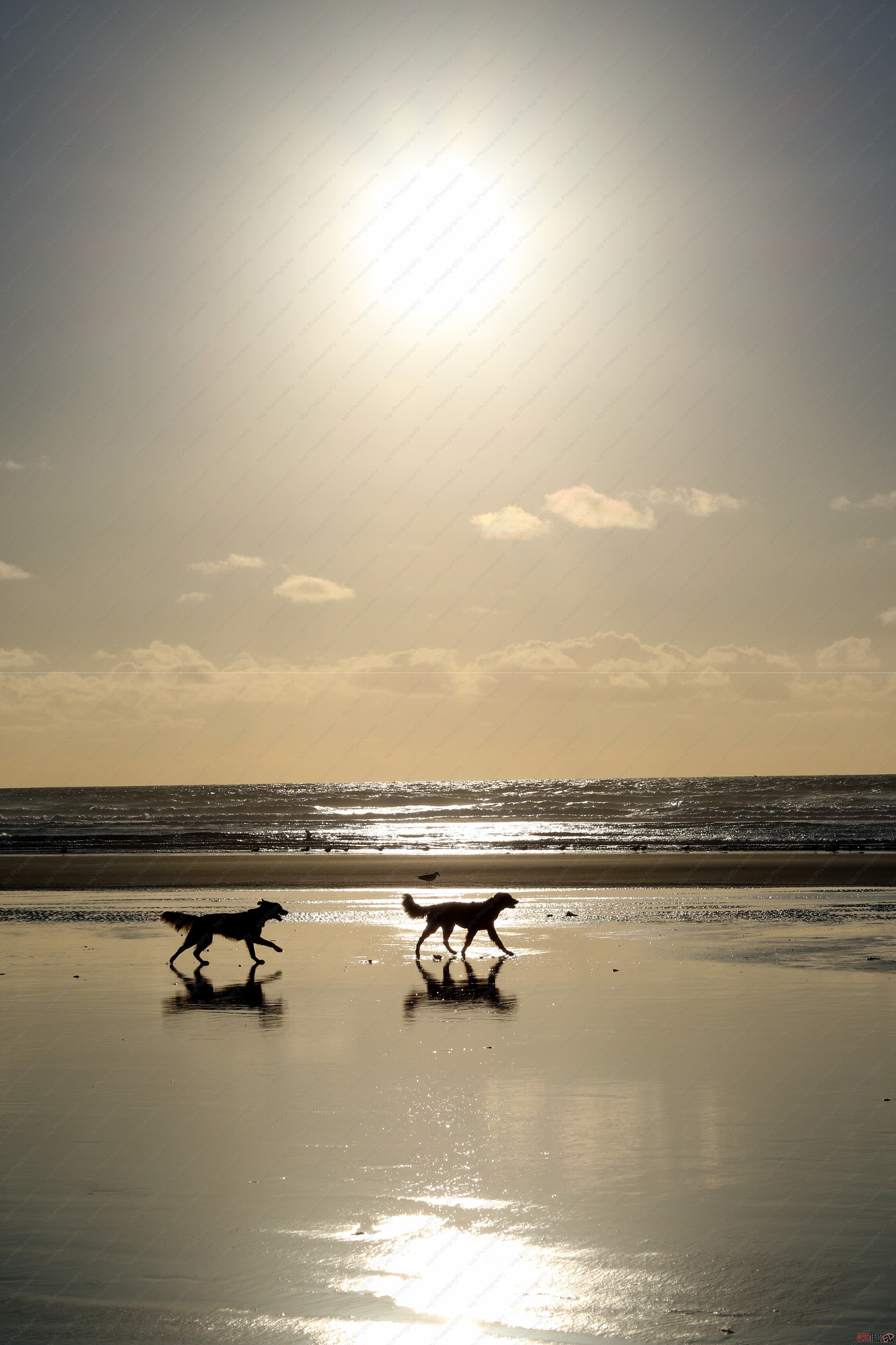 Canon EF 35-105mm f/4.5-5.6 USM sample photo. Dogs on beach at sunset photography
