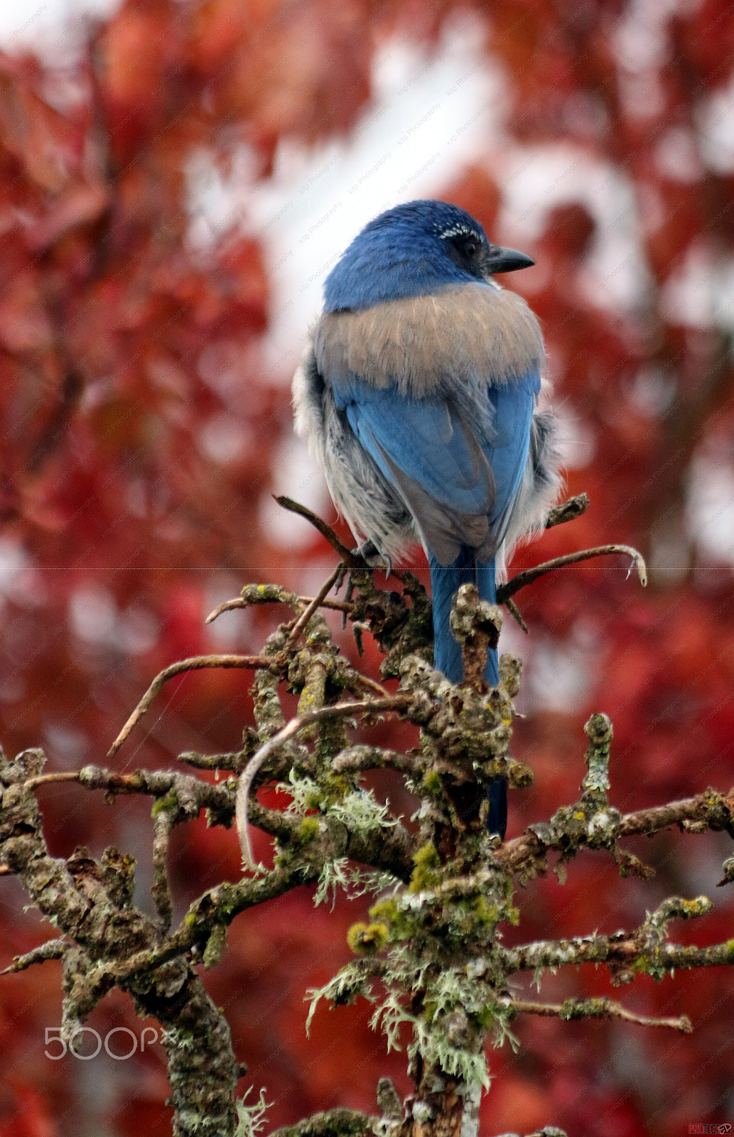 Canon EF 70-300mm F4-5.6 IS USM sample photo. Bluejay in rust photography