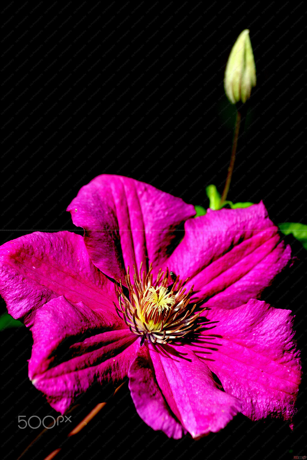 Canon EF 70-300mm F4-5.6 IS USM sample photo. Flower photography