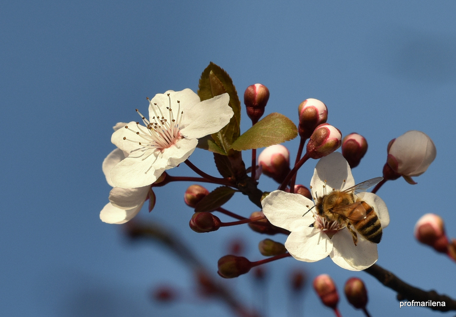 Sigma 150mm F2.8 EX DG OS Macro HSM sample photo. A happy bee photography