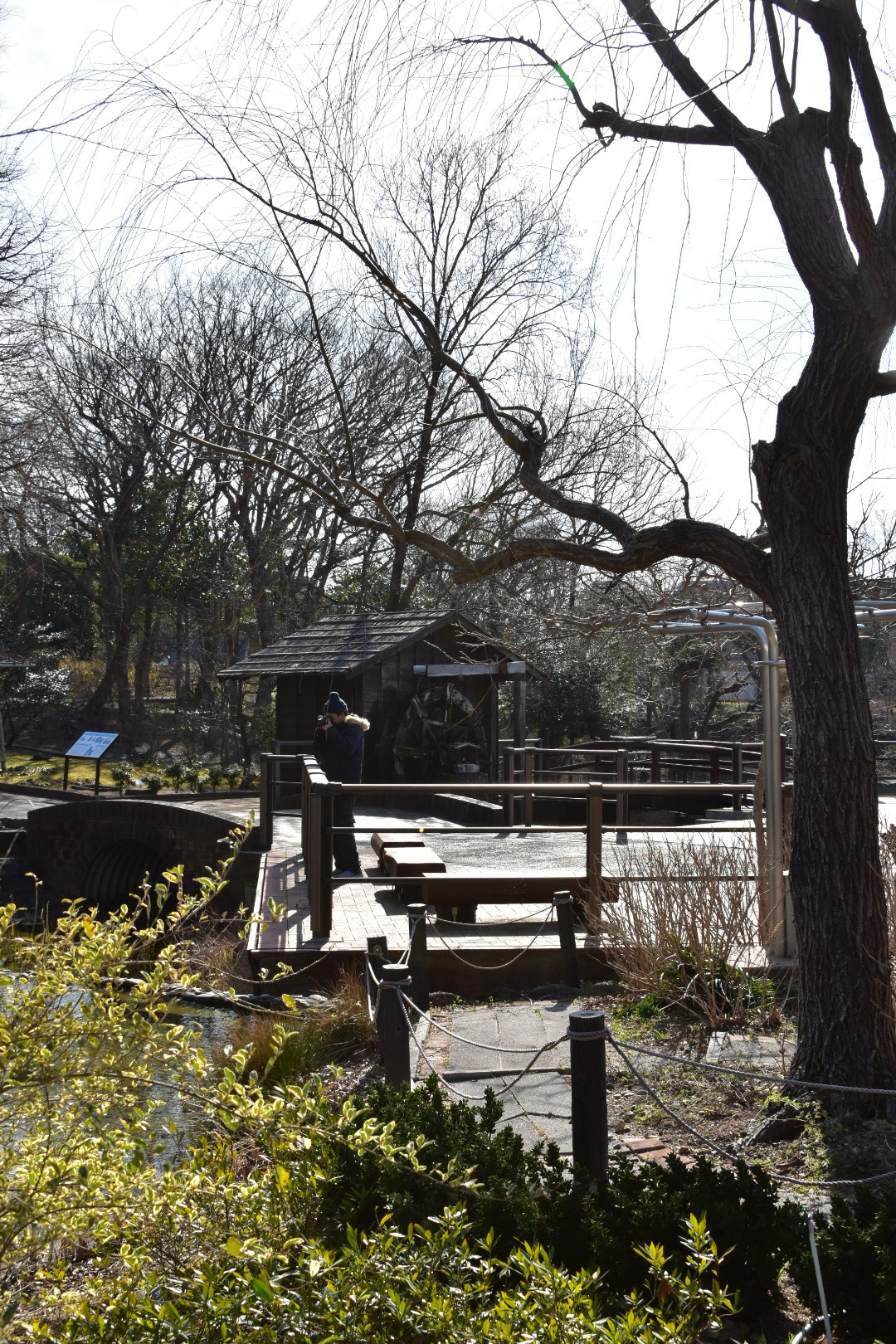 Nikon D5500 sample photo