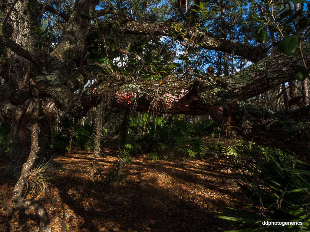 Olympus OM-D E-M10 II sample photo. Nature and the light... photography