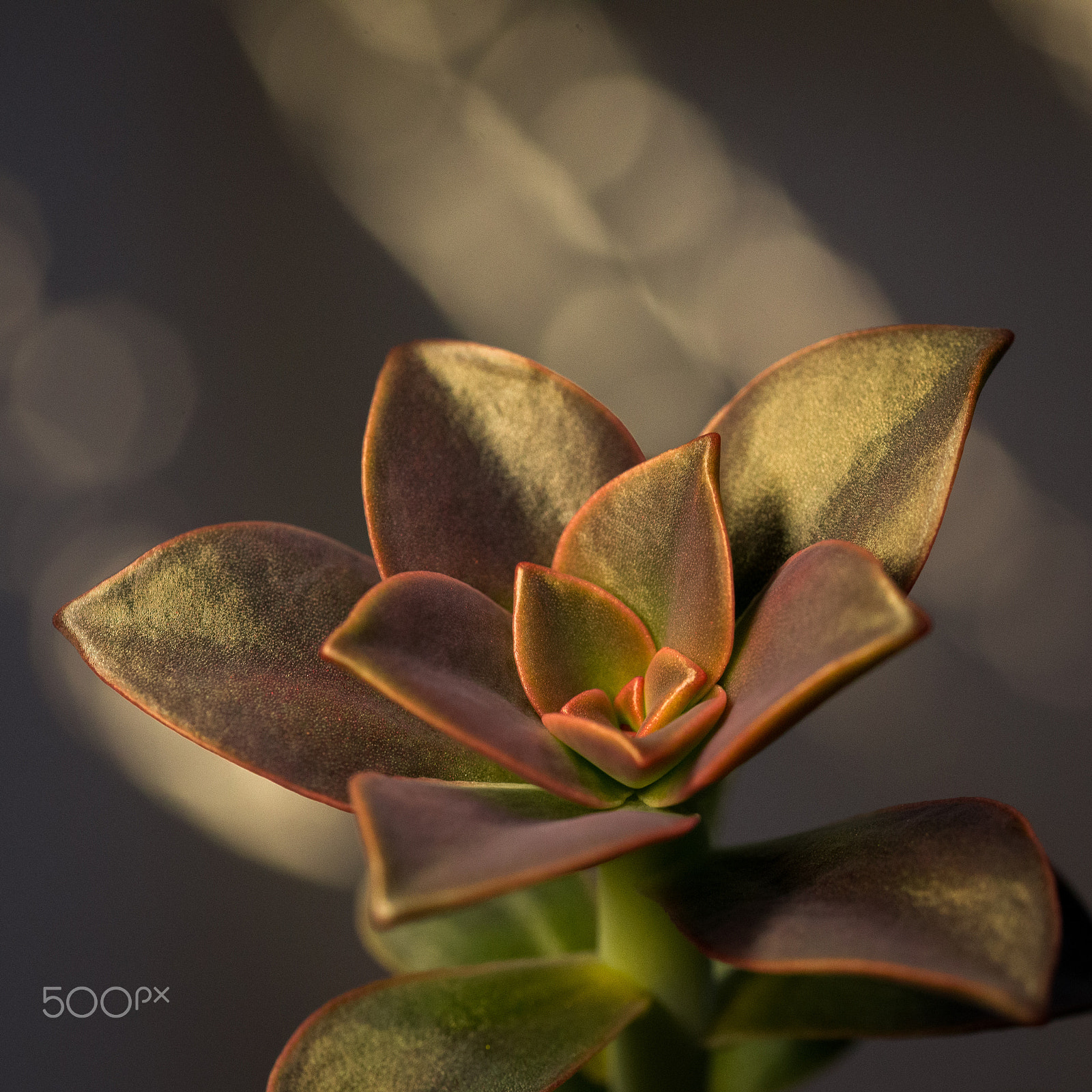 Sigma 105mm F2.8 EX DG OS HSM sample photo. Succulent photography