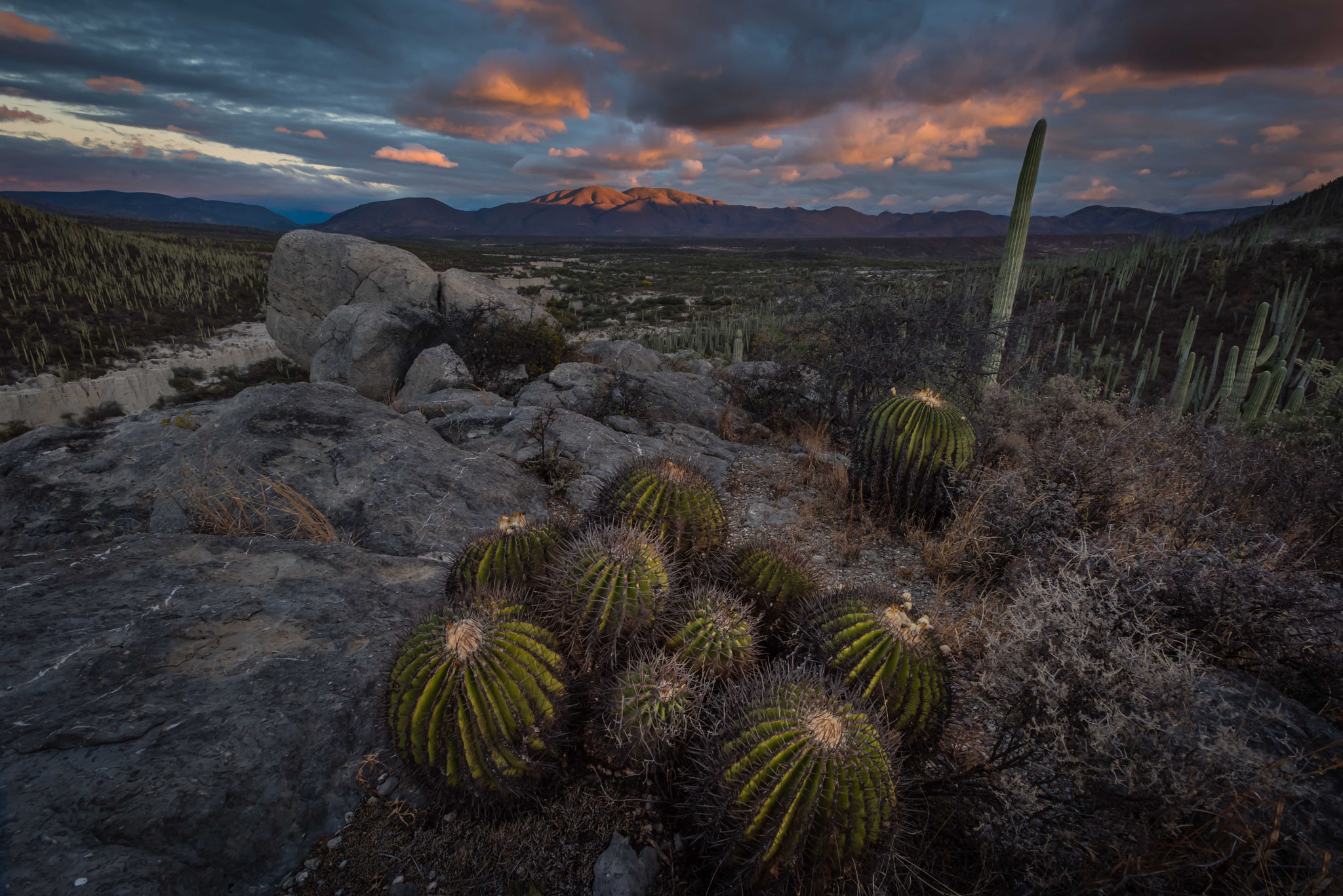 Nikon D810 + Nikon AF-S Nikkor 17-35mm F2.8D ED-IF sample photo. Cactus cluster, zapotitlan salinas, puebla photography