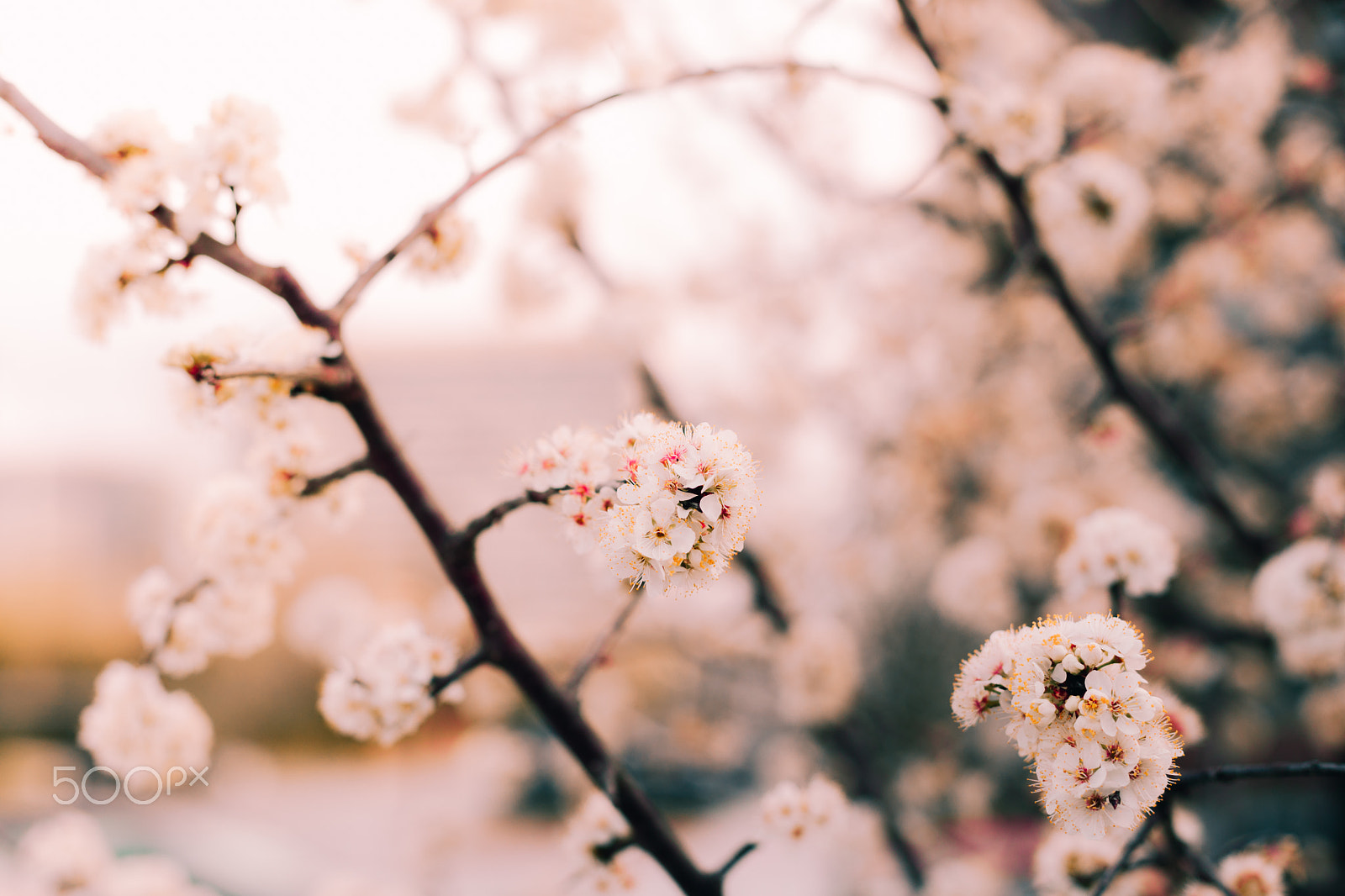 Canon EF 50mm F1.4 USM sample photo. Sunset blossoms photography