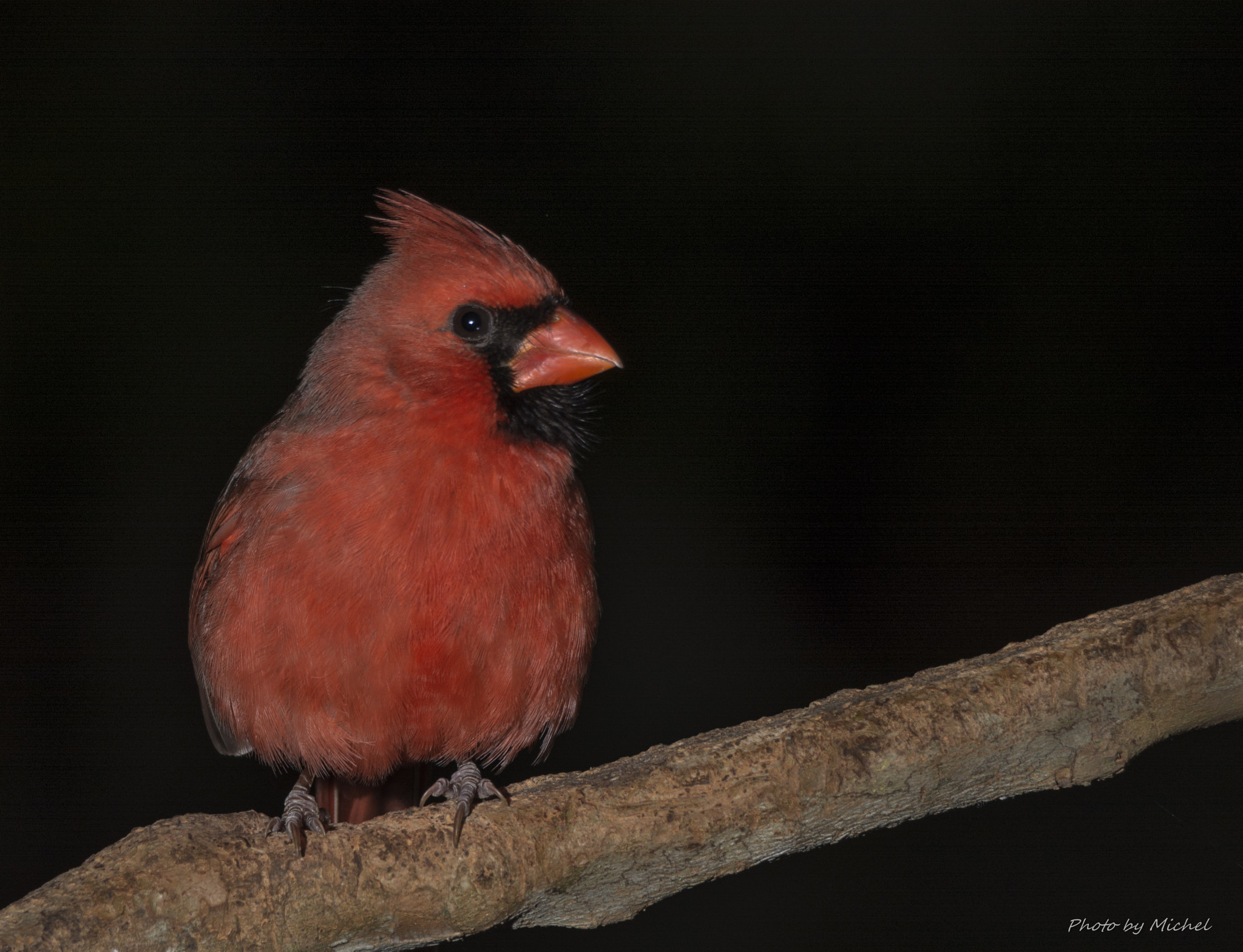 Nikon D7100 + Sigma 50mm F2.8 EX DG Macro sample photo. Male cardinal at night photography