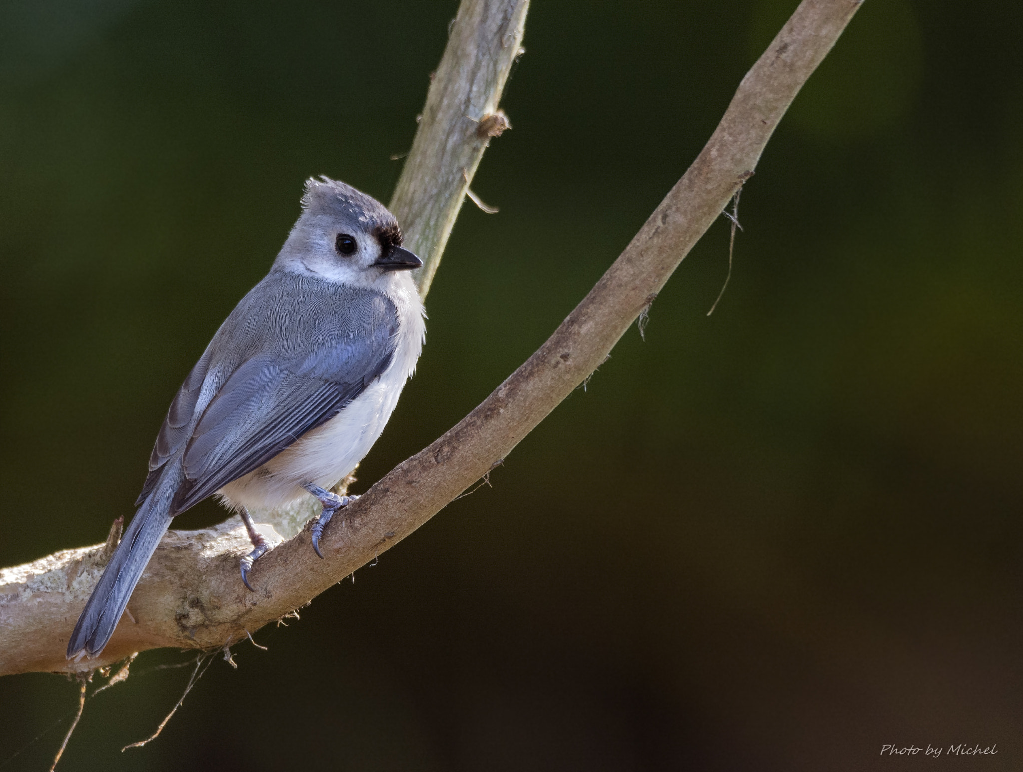 Nikon D7100 sample photo. Tufted titmouse photography