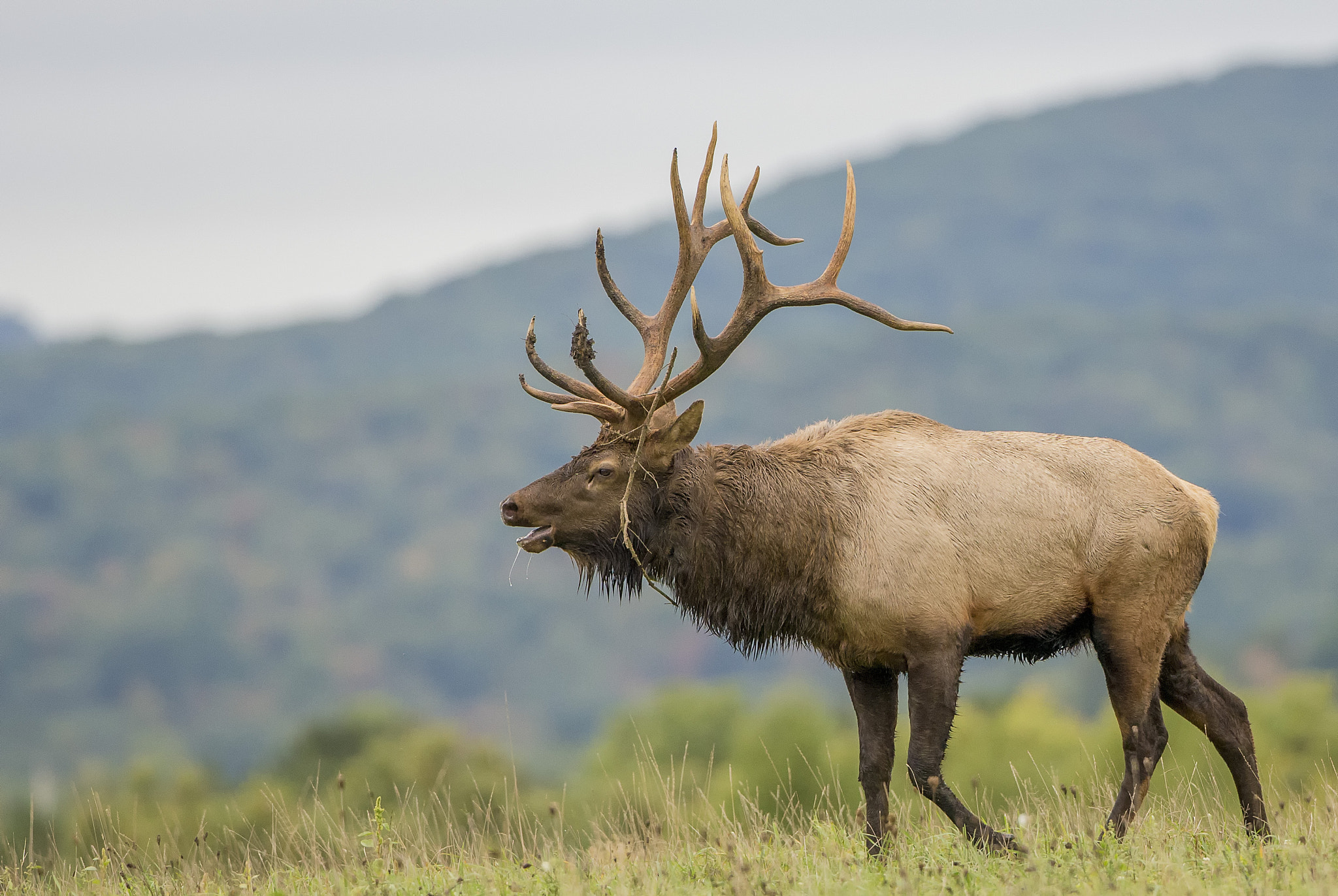 Canon EOS-1D X + Canon EF 500mm F4L IS USM sample photo. Elk photography