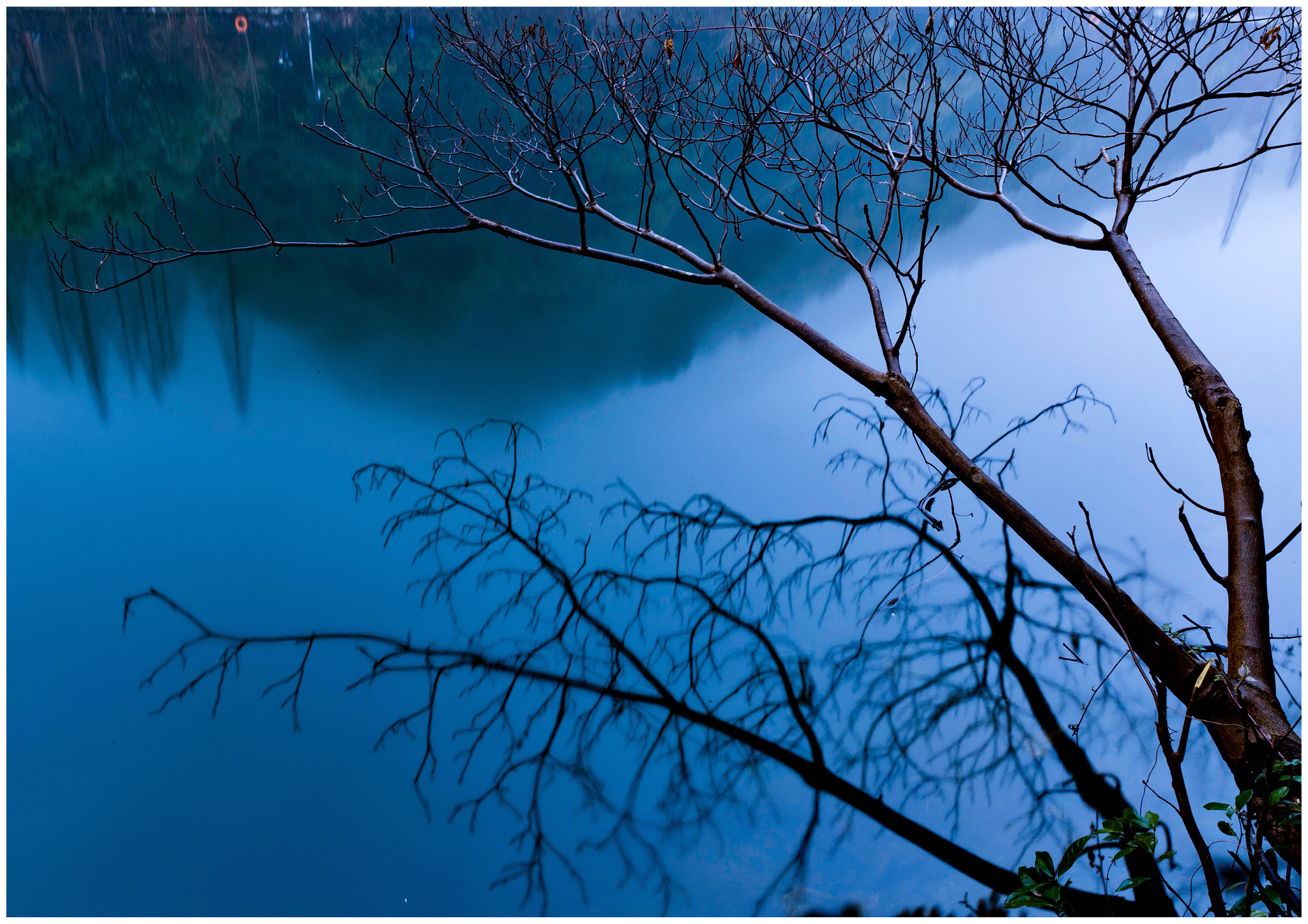 Canon EF 24-70mm F2.8L II USM sample photo. 春枝 photography