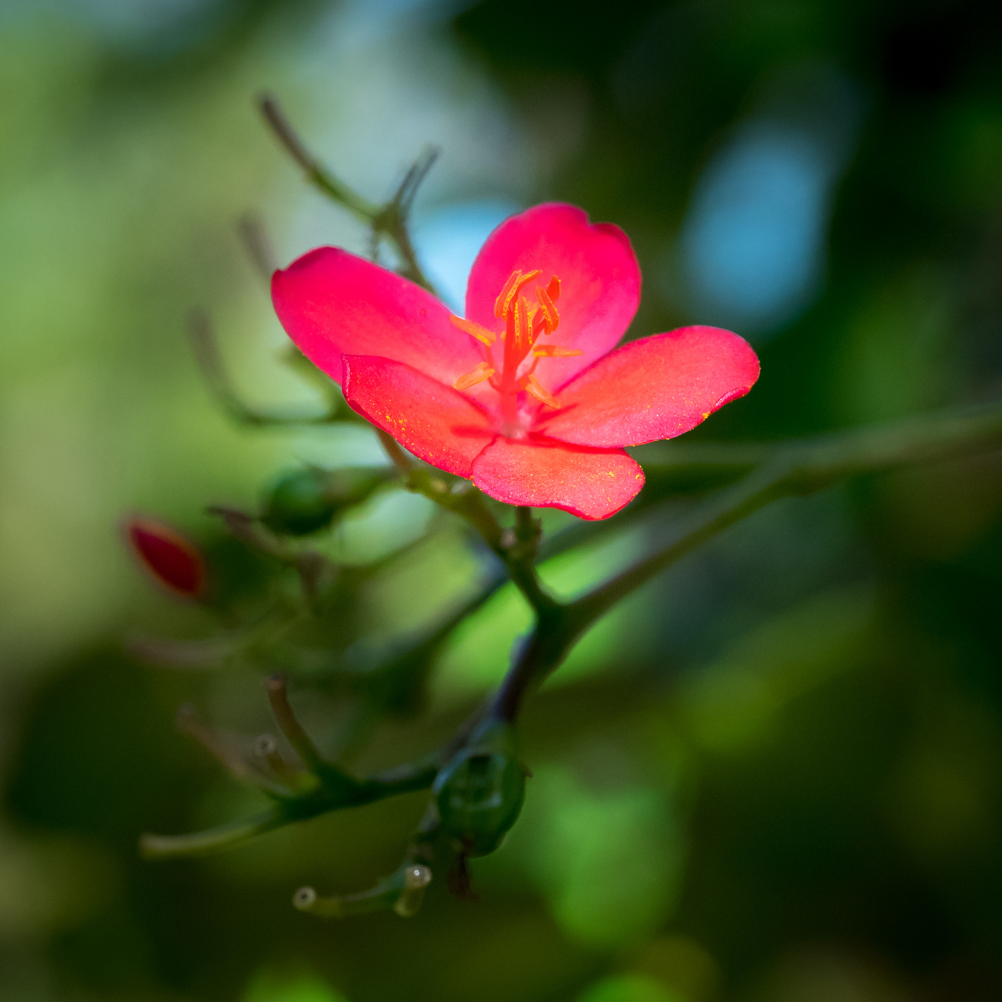 OLYMPUS 50mm Lens sample photo. Peregrina bloom (jatropha integerrima) photography