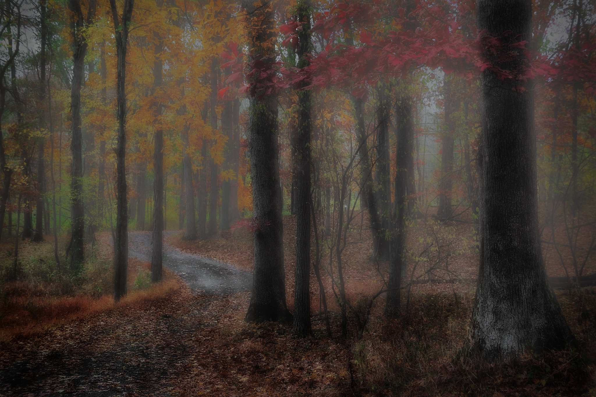 Canon EF 24-70mm F2.8L II USM sample photo. Dark forest photography