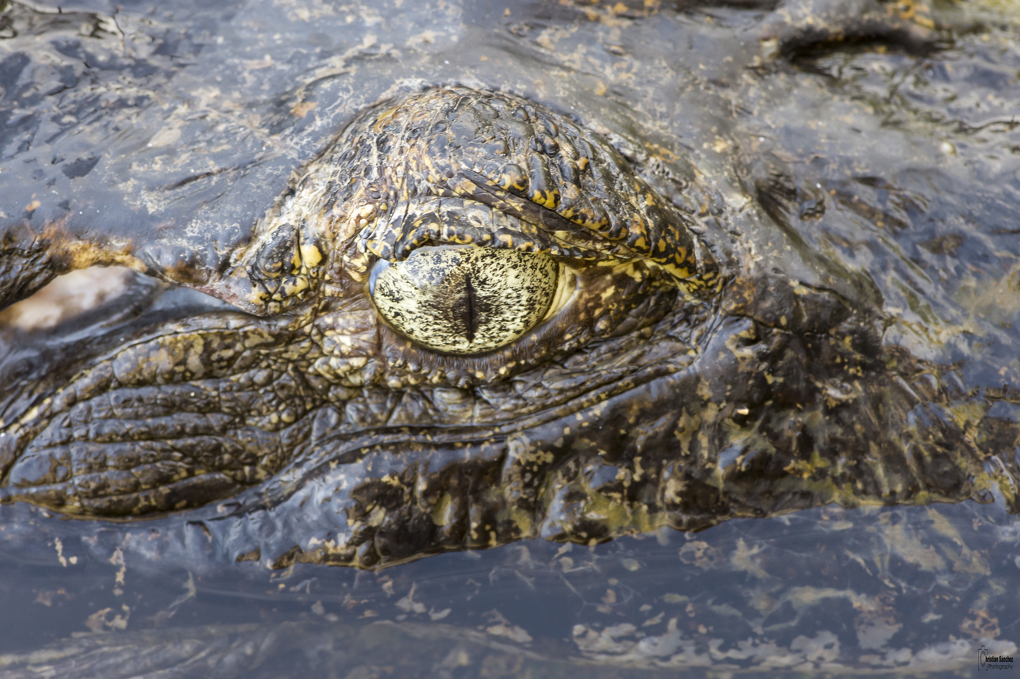 Nikon AF-S Nikkor 300mm F2.8G ED VR II sample photo. Caiman lizar photography