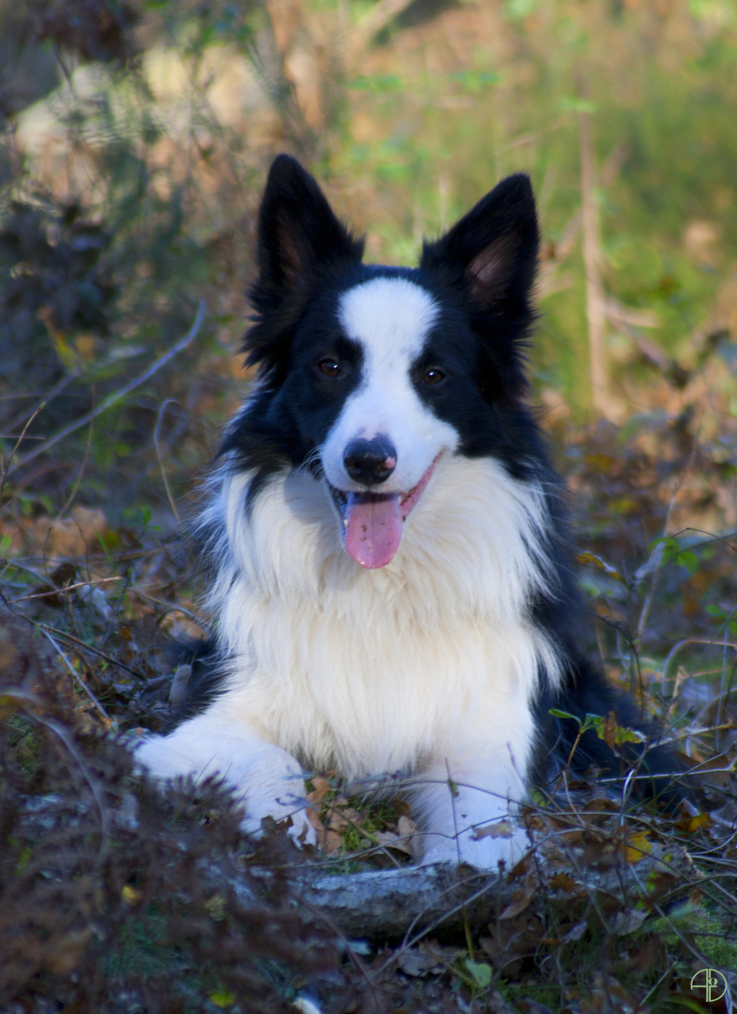 Canon EF 55-200mm F4.5-5.6 II USM sample photo. Stitch, my best friend... photography