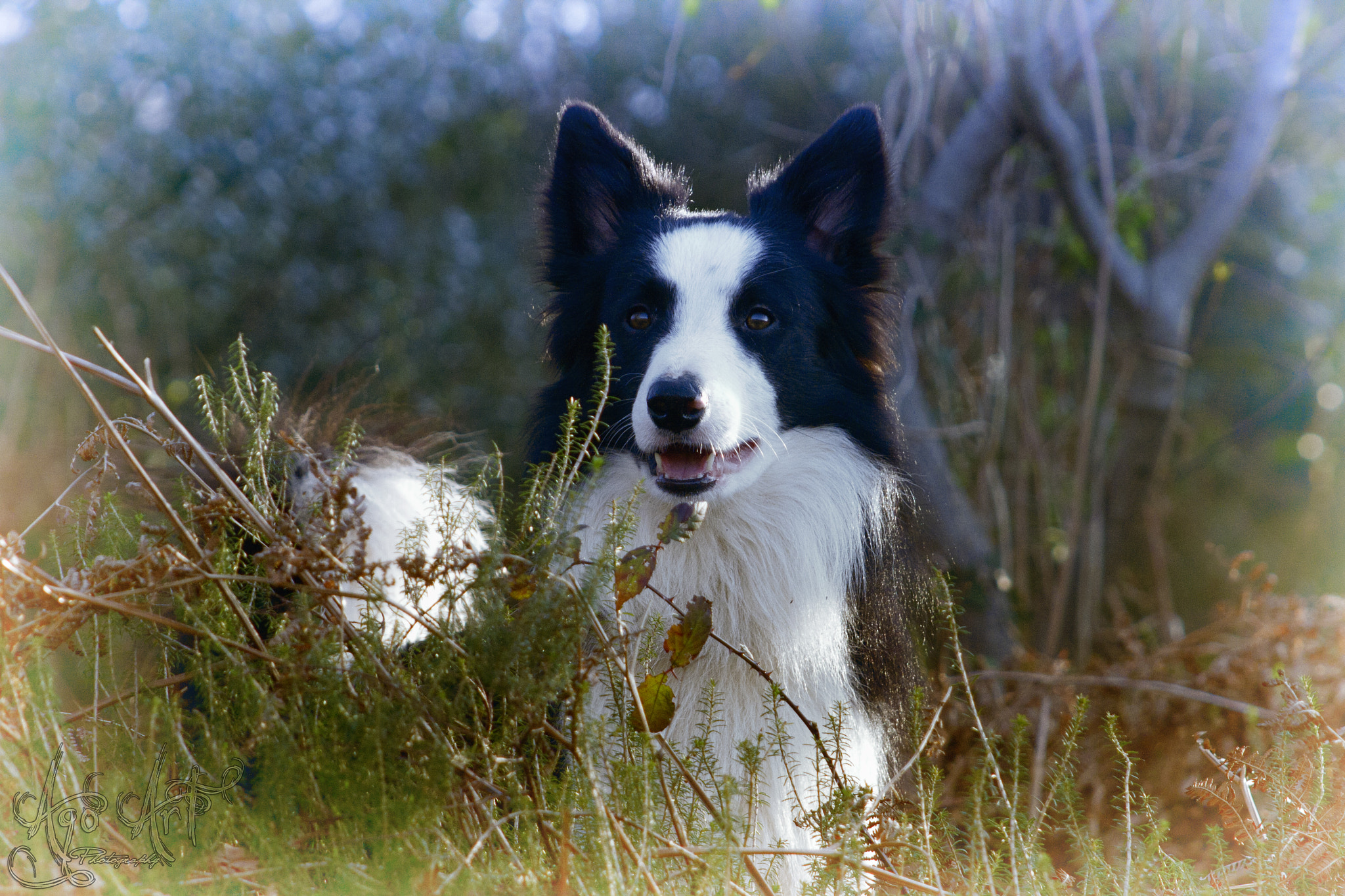 Canon EOS 400D (EOS Digital Rebel XTi / EOS Kiss Digital X) sample photo. Stitch, my best friend... photography