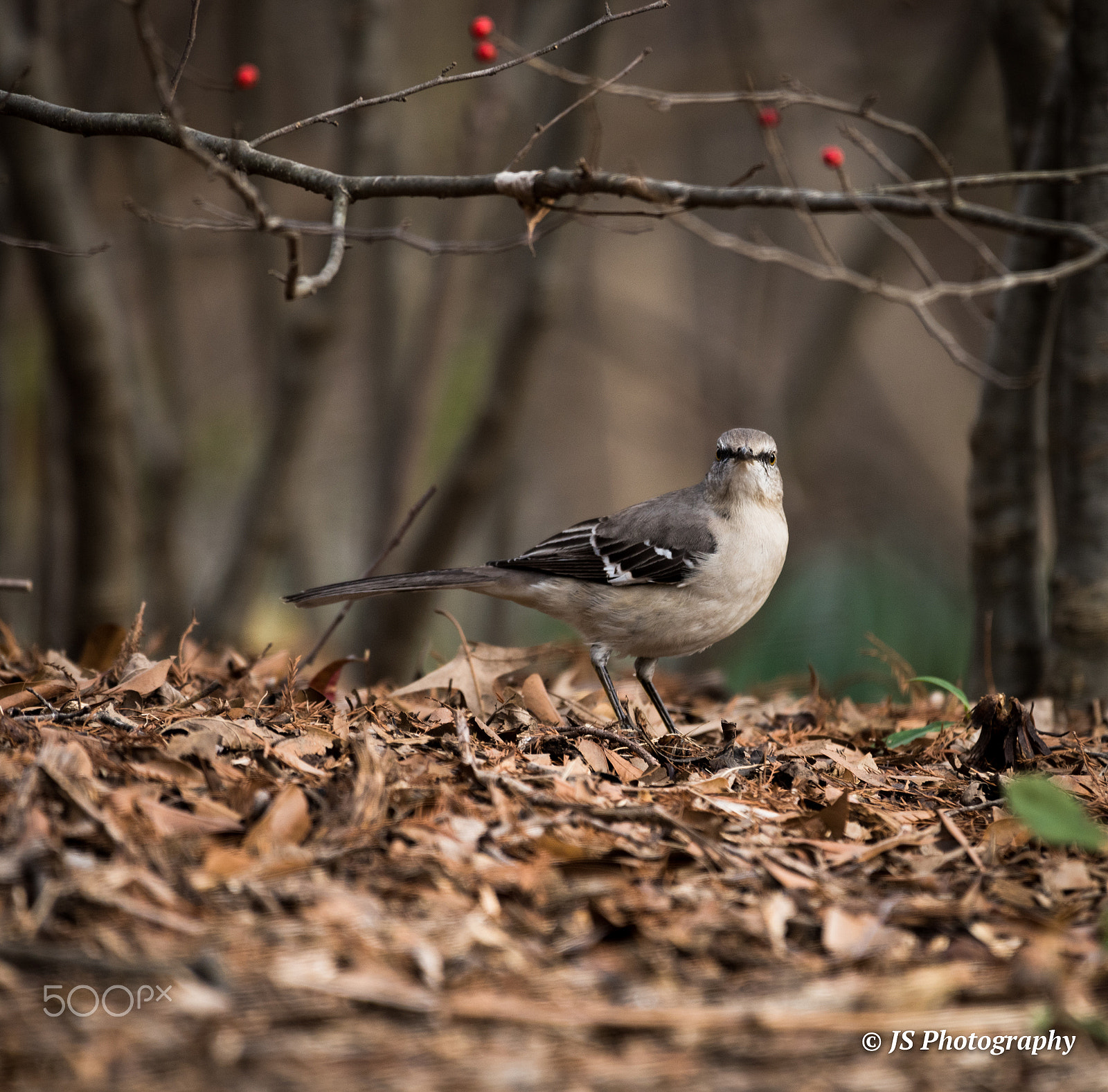 Nikon AF-S Nikkor 200-500mm F5.6E ED VR sample photo. Northern mockingbird photography