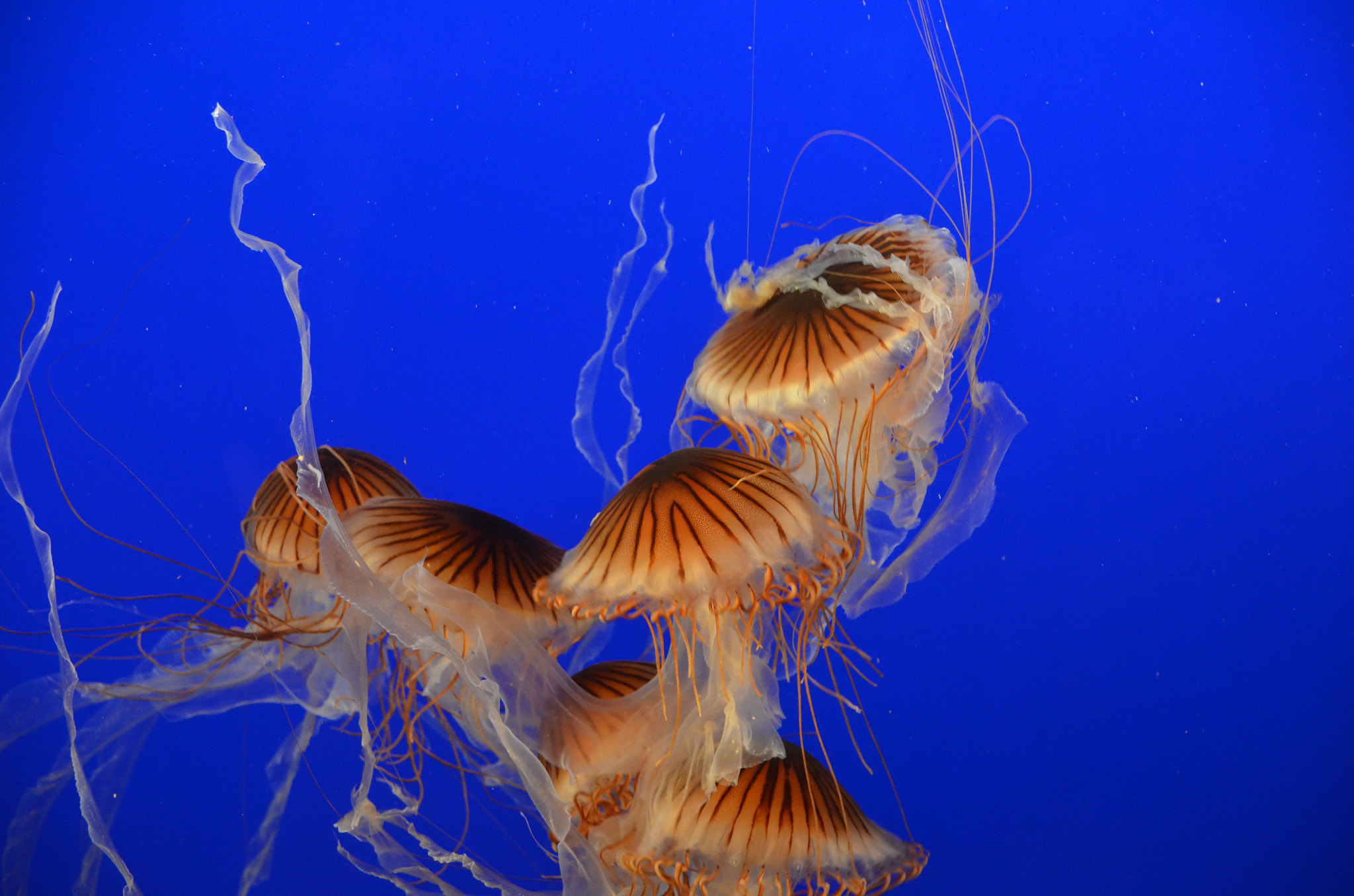 Sigma 17-70mm F2.8-4 DC Macro OS HSM | C sample photo. Jelly jelly jelly photography