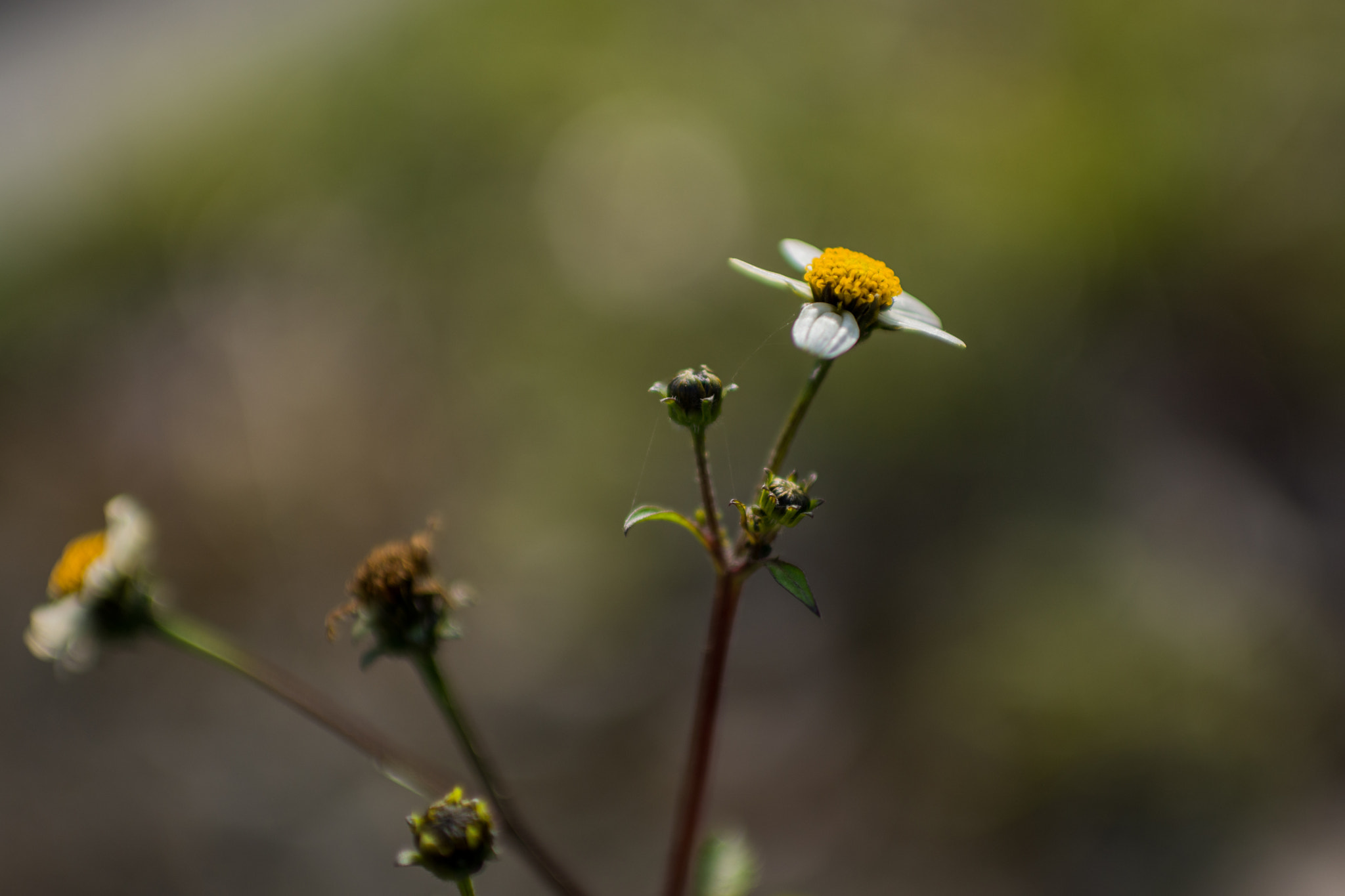 Nikon D7200 + Nikon AF-S Nikkor 35mm F1.8G ED sample photo. Flower photography