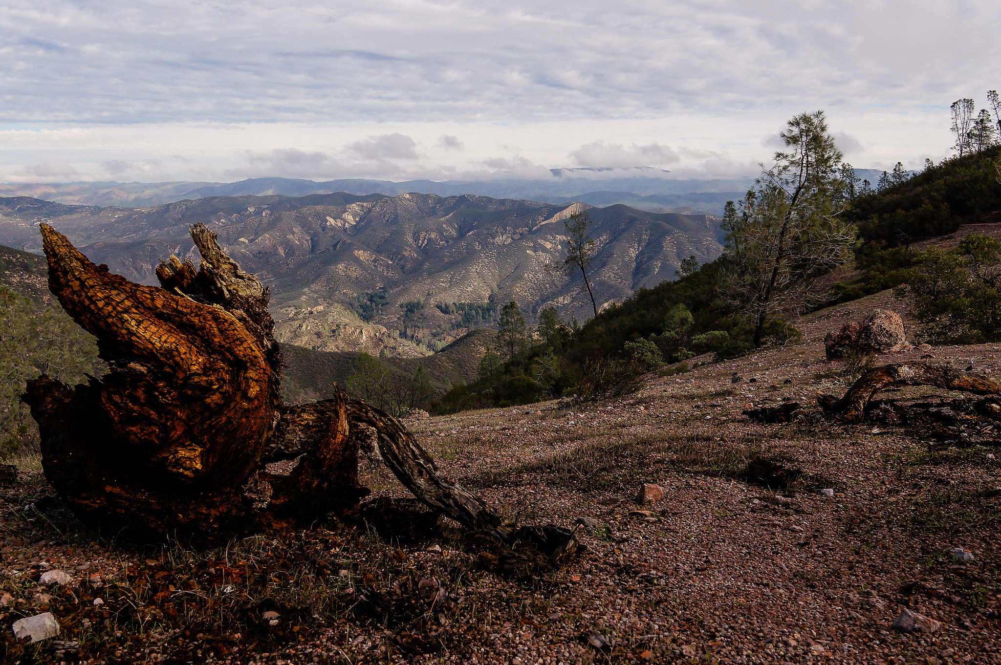 Sony Alpha NEX-6 + Sigma 19mm F2.8 EX DN sample photo. Rotten root view photography