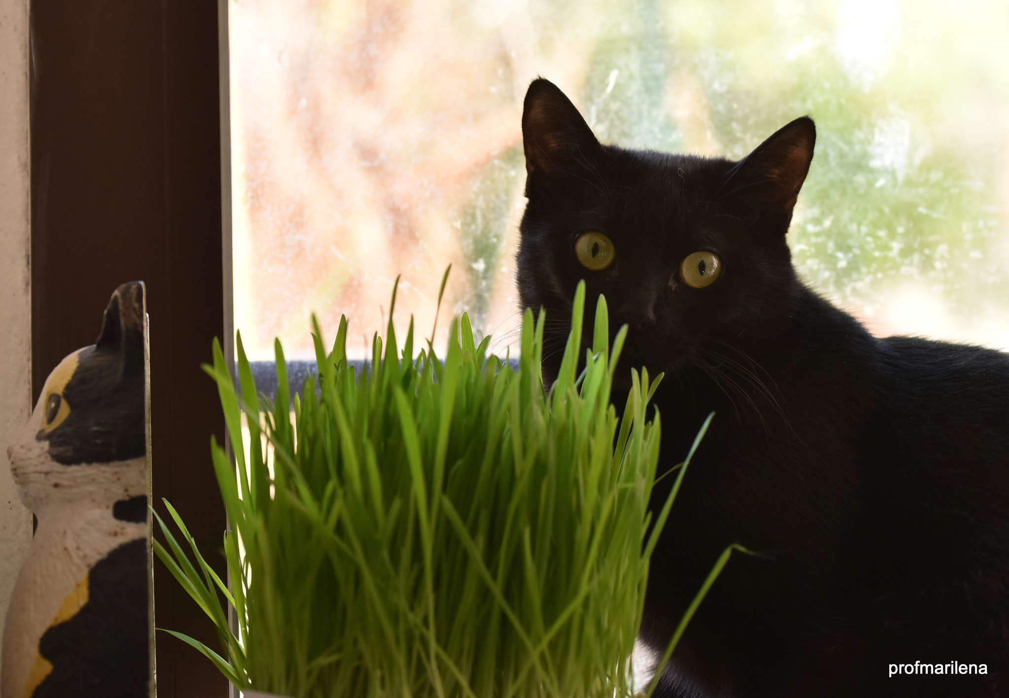 Sigma 105mm F2.8 EX DG OS HSM sample photo. My sister the wild is a bit worried !!!! photography