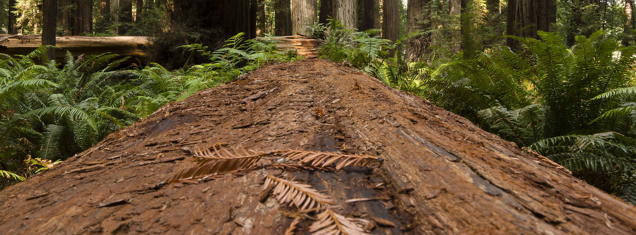 Sony Alpha NEX-6 + Sigma 19mm F2.8 EX DN sample photo. Redwood banner photography