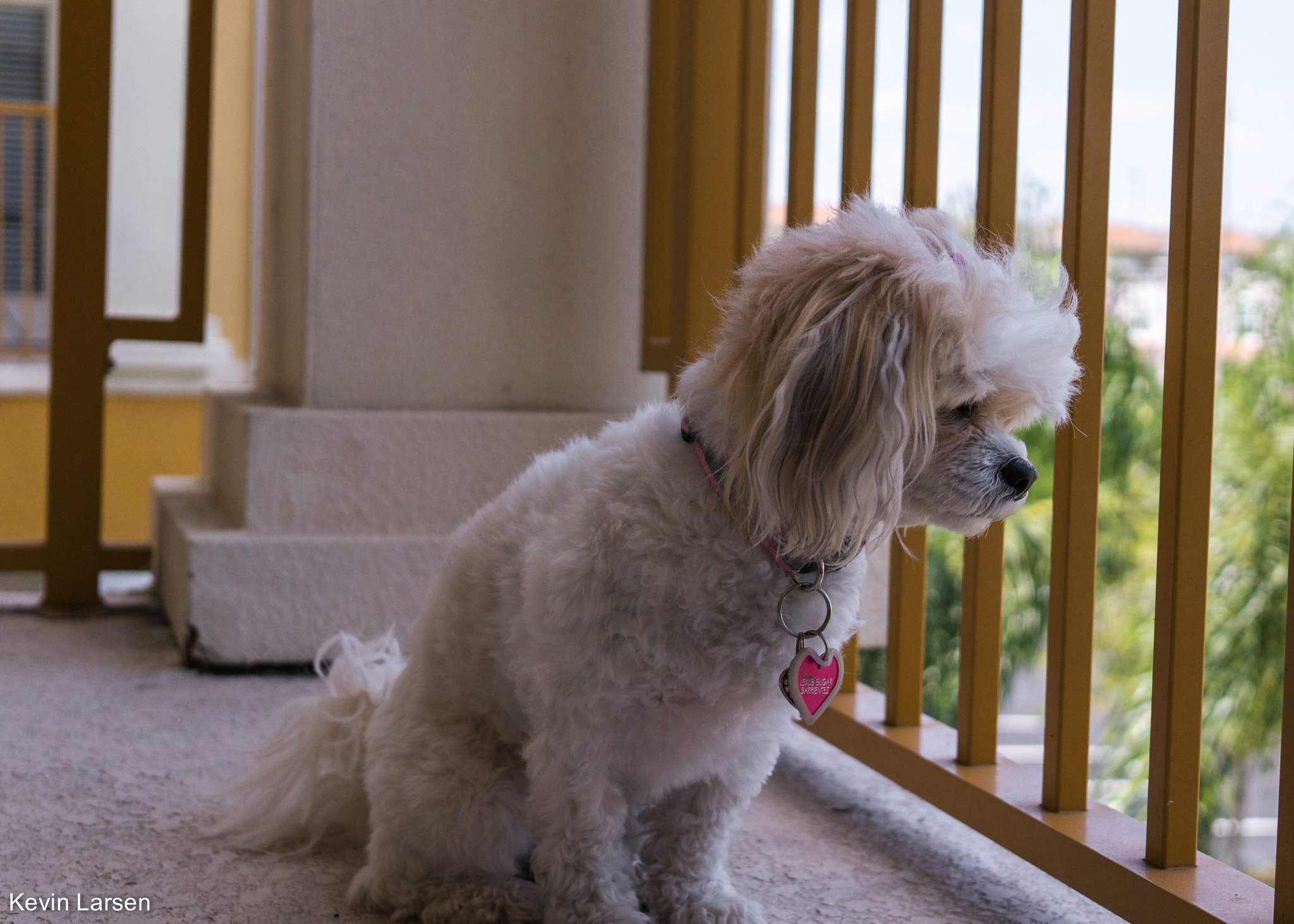 Sony Alpha NEX-6 + Sigma 30mm F2.8 EX DN sample photo. Contemplating dog 2 photography