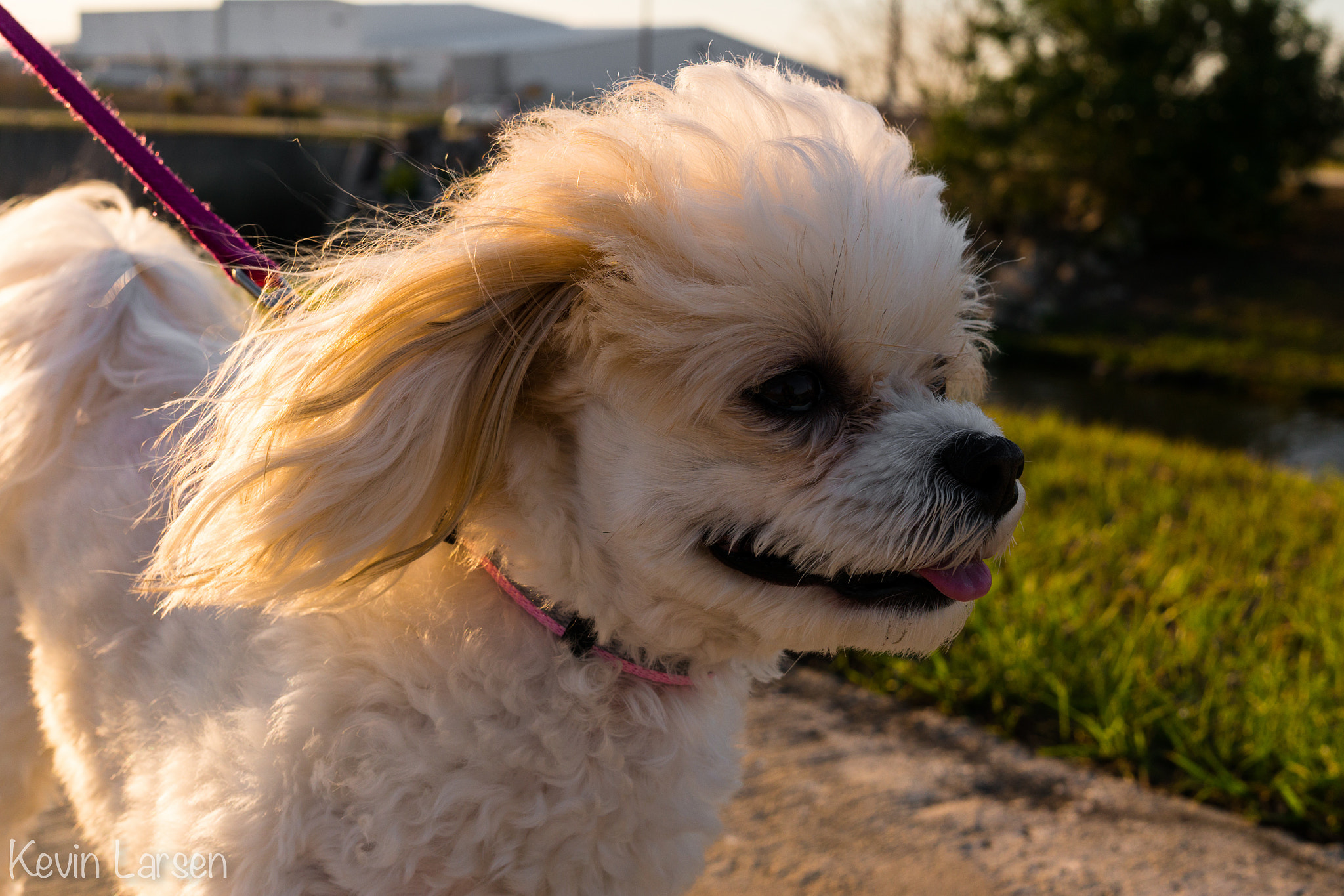 Sony Alpha NEX-6 + Sigma 30mm F2.8 EX DN sample photo. Just a little tongue photography