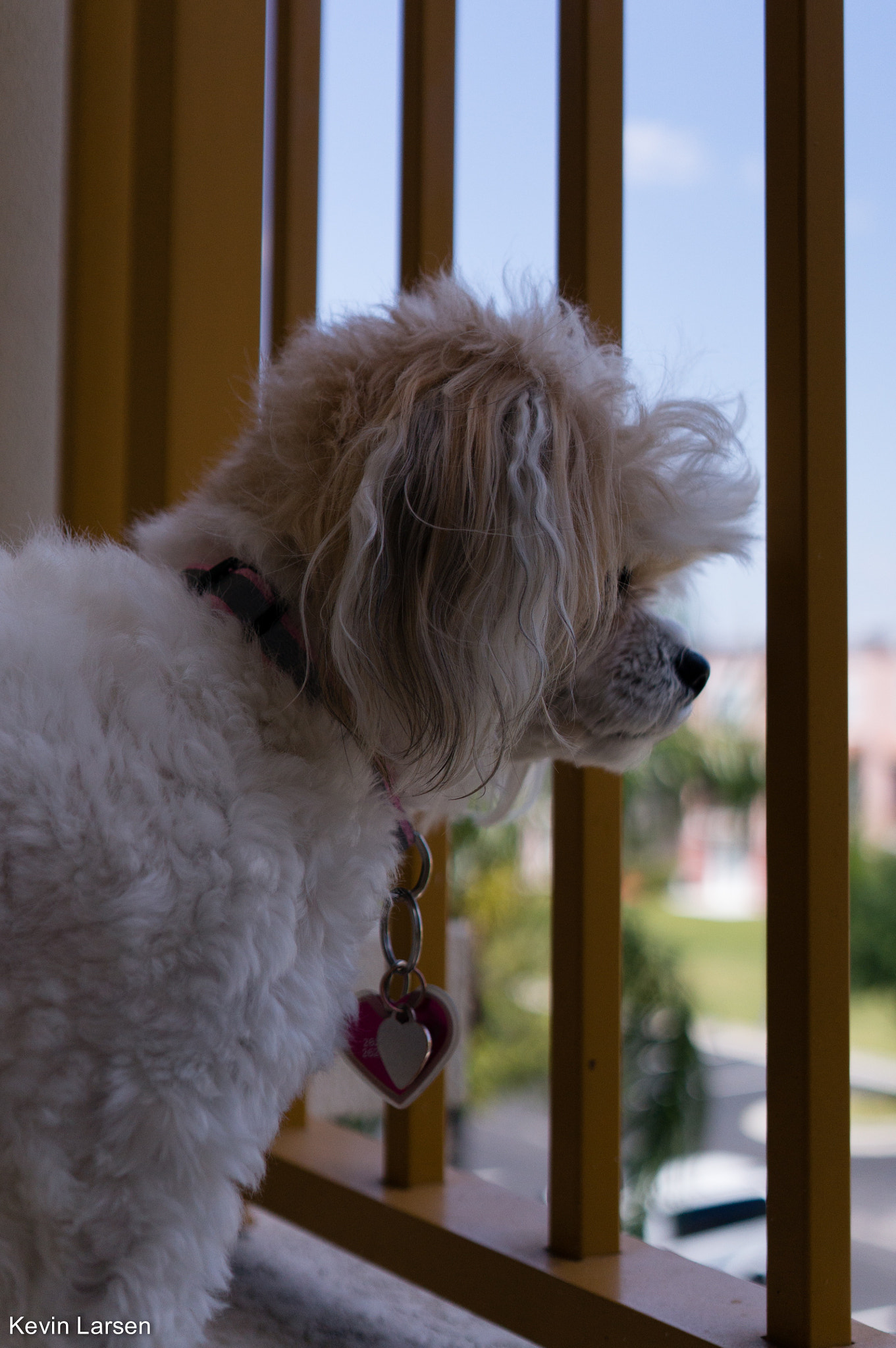 Sony Alpha NEX-6 + Sigma 30mm F2.8 EX DN sample photo. Contemplating dog photography