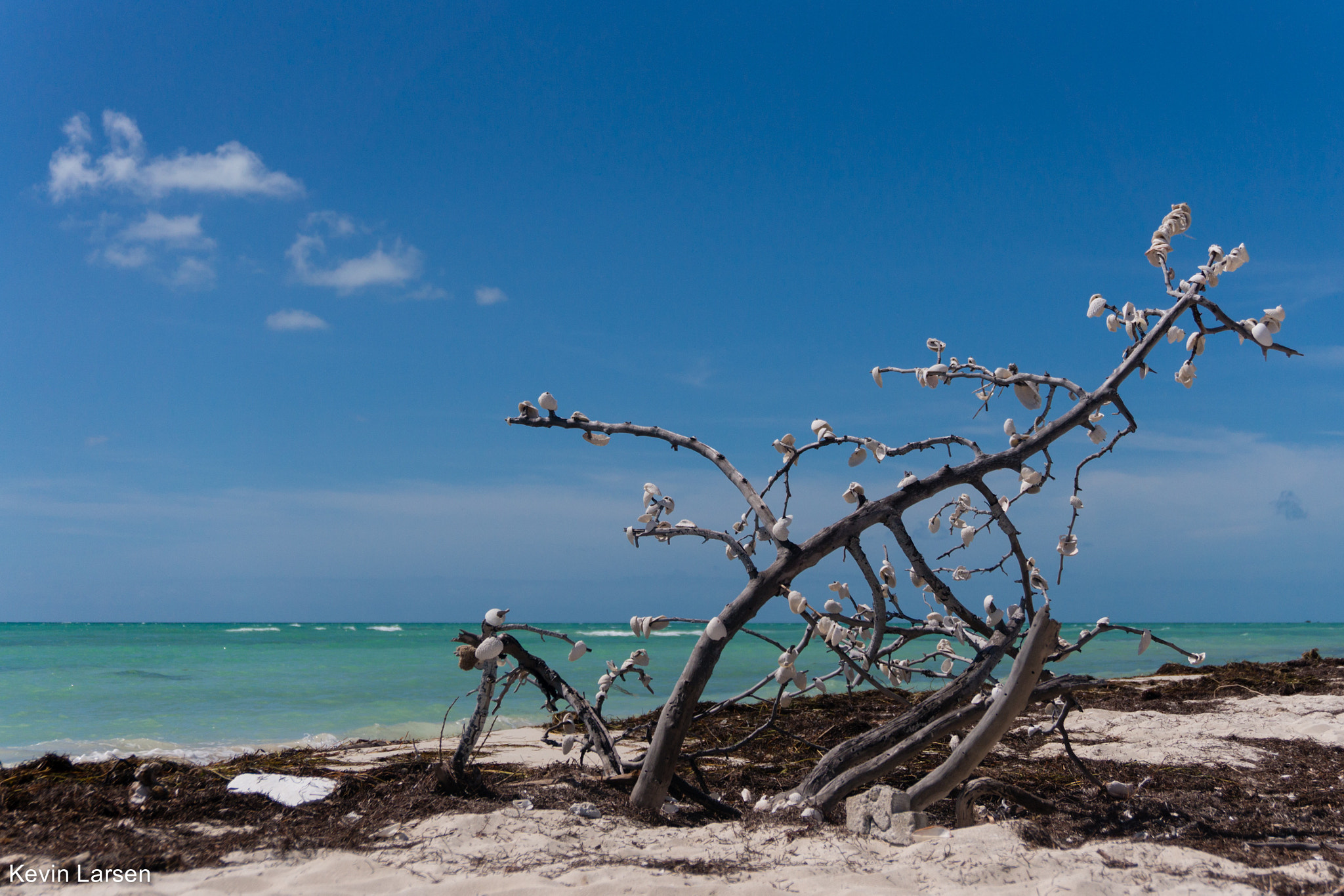 Sony Alpha NEX-6 sample photo. Shell tree photography