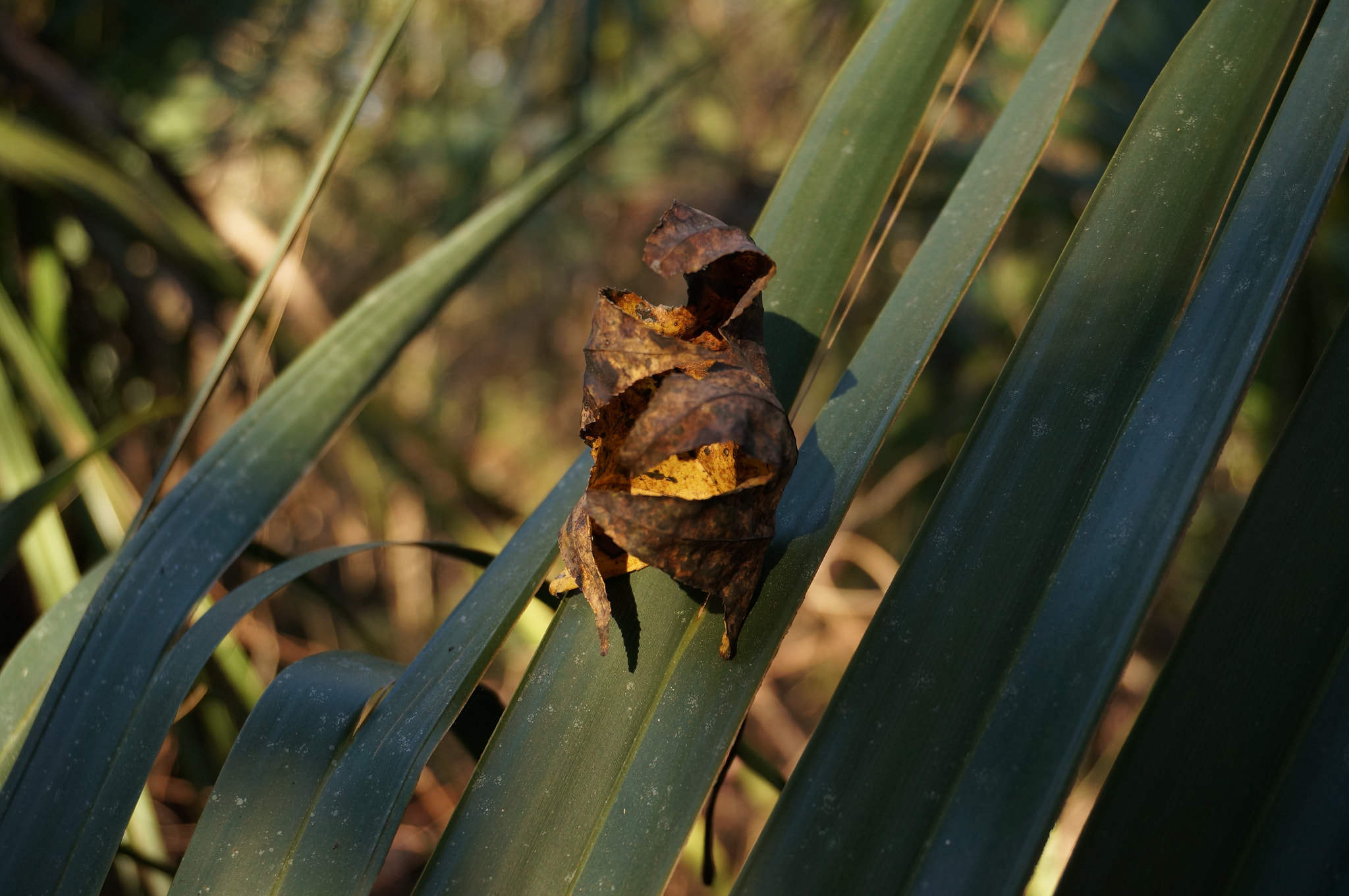 Sony Alpha NEX-6 + Sony E 18-50mm F4-5.6 sample photo. Curled leaf photography