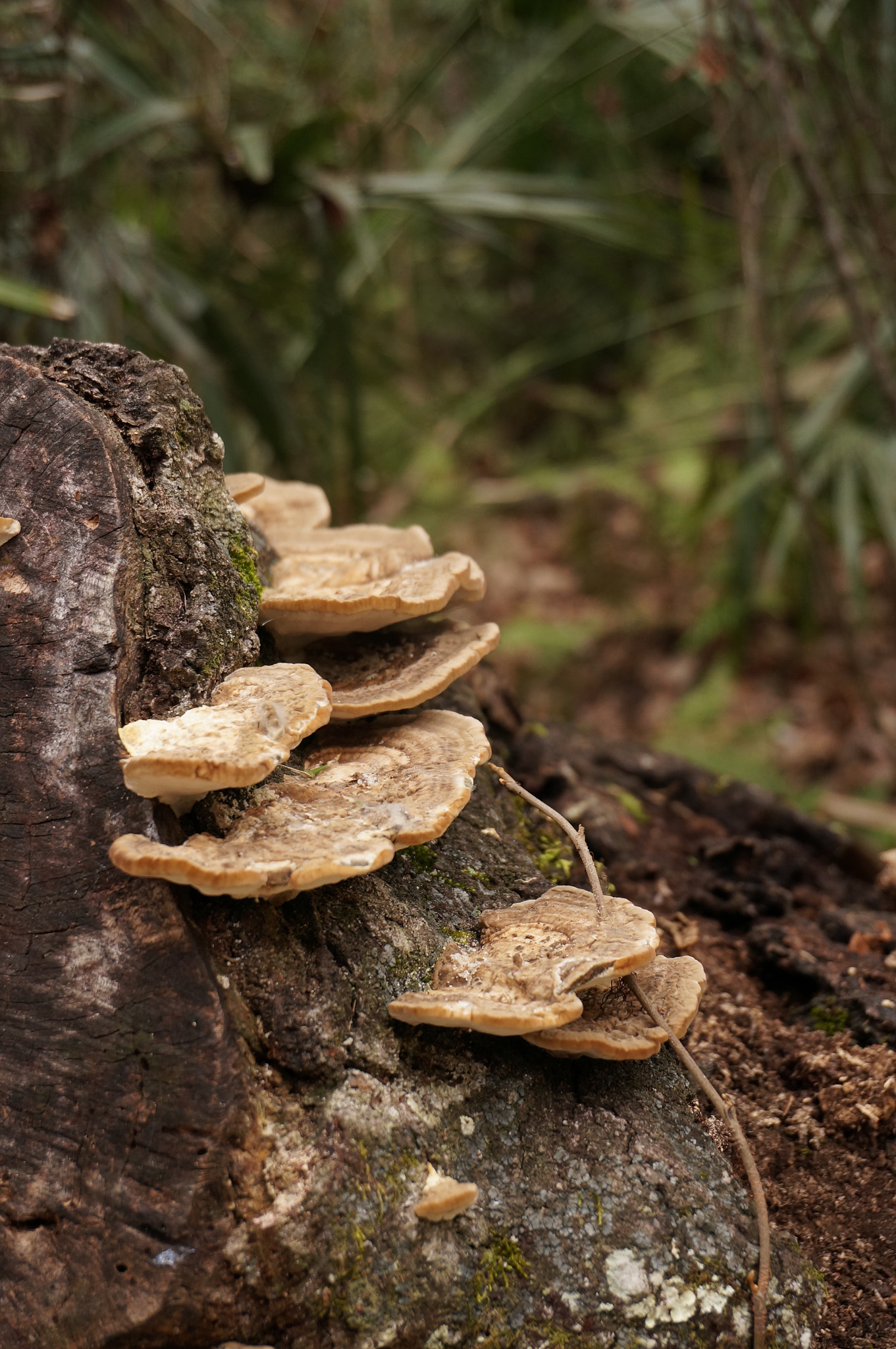 Sony Alpha NEX-6 + Sony E 18-50mm F4-5.6 sample photo. Mushrooms photography