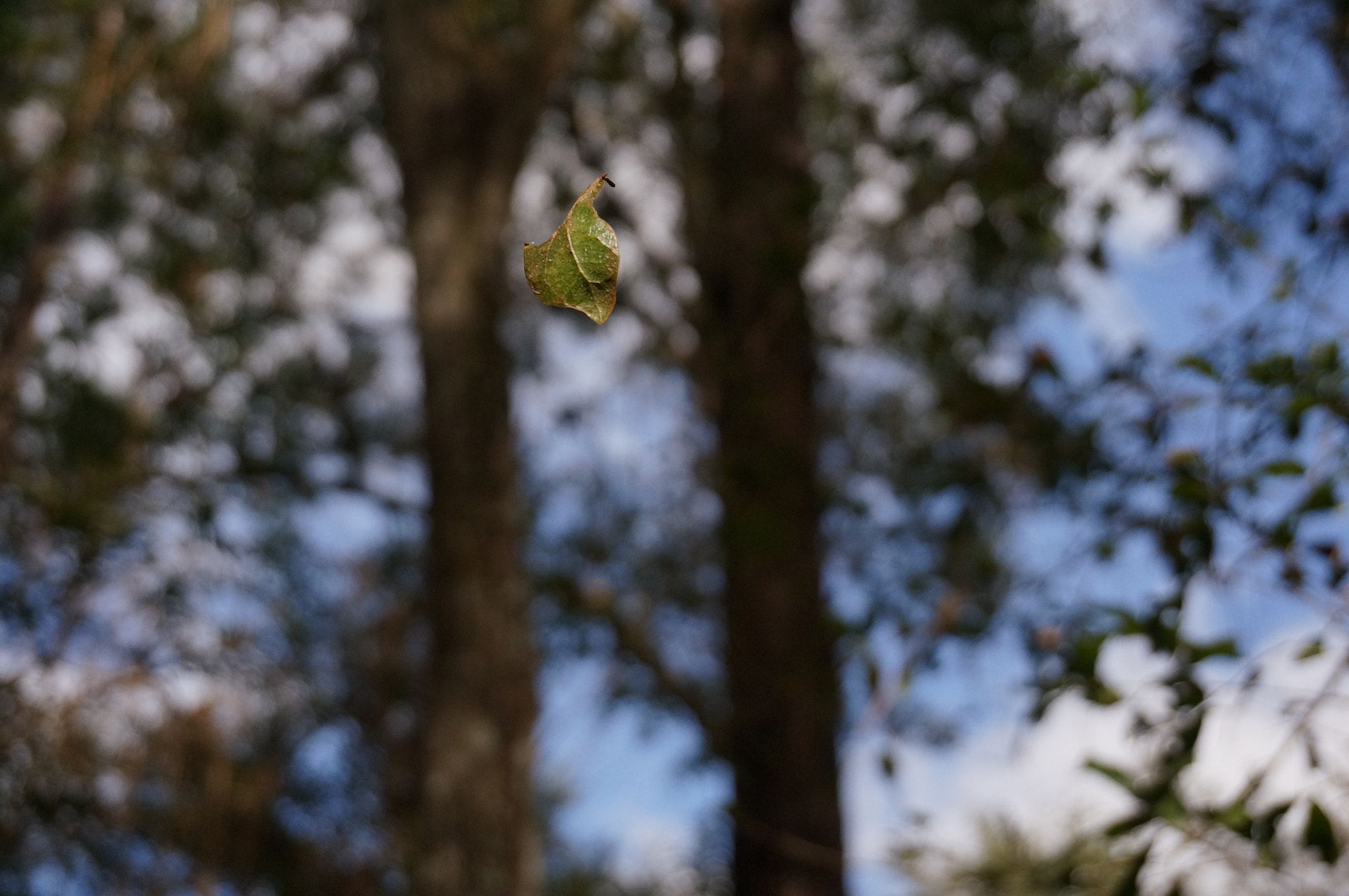 Sony Alpha NEX-6 + Sony E 18-50mm F4-5.6 sample photo. Leaf photography