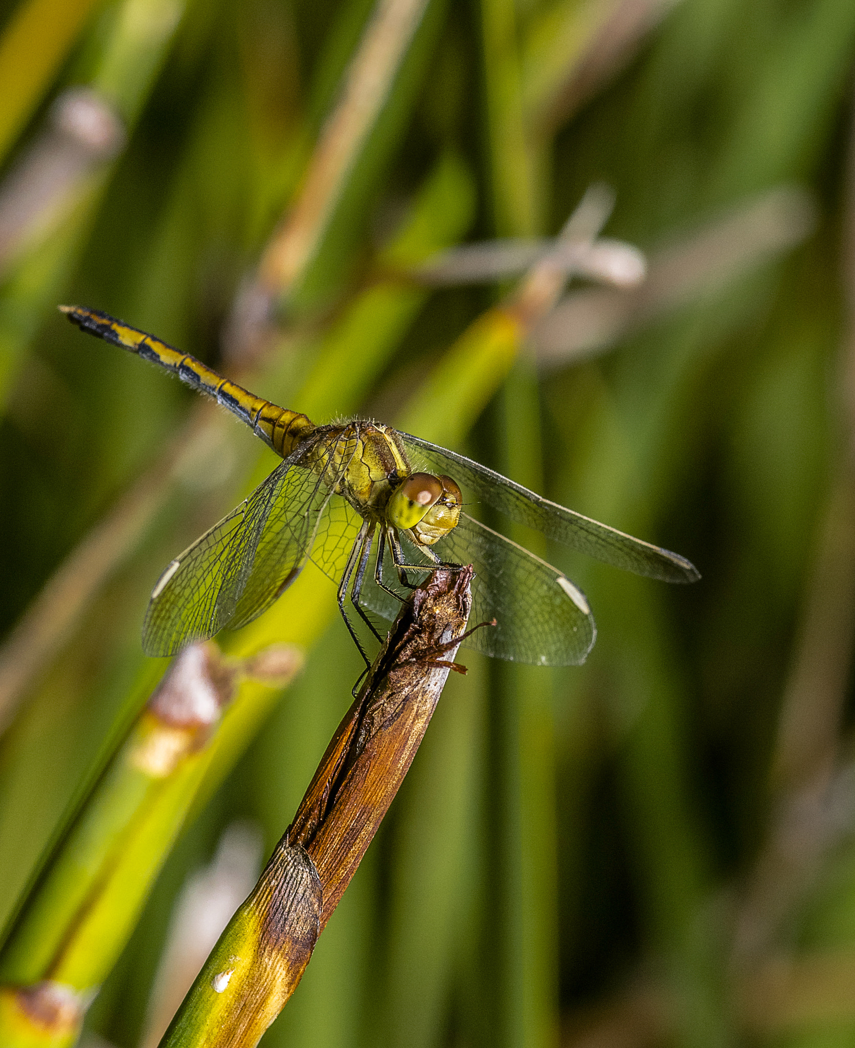 Tokina AT-X Pro 100mm F2.8 Macro sample photo. Erythrodiplax nigricans (female) photography