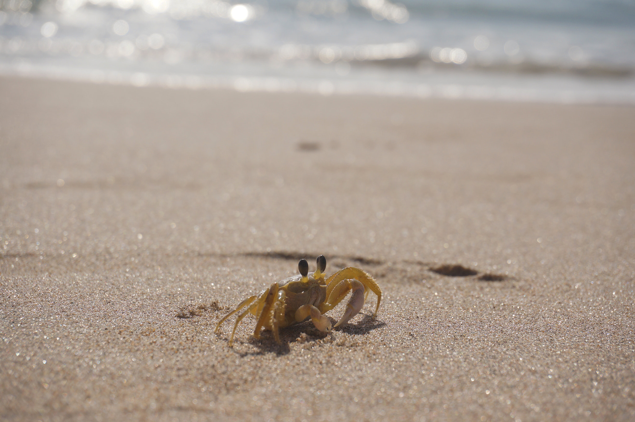 Sony Alpha NEX-6 sample photo. Crab photography