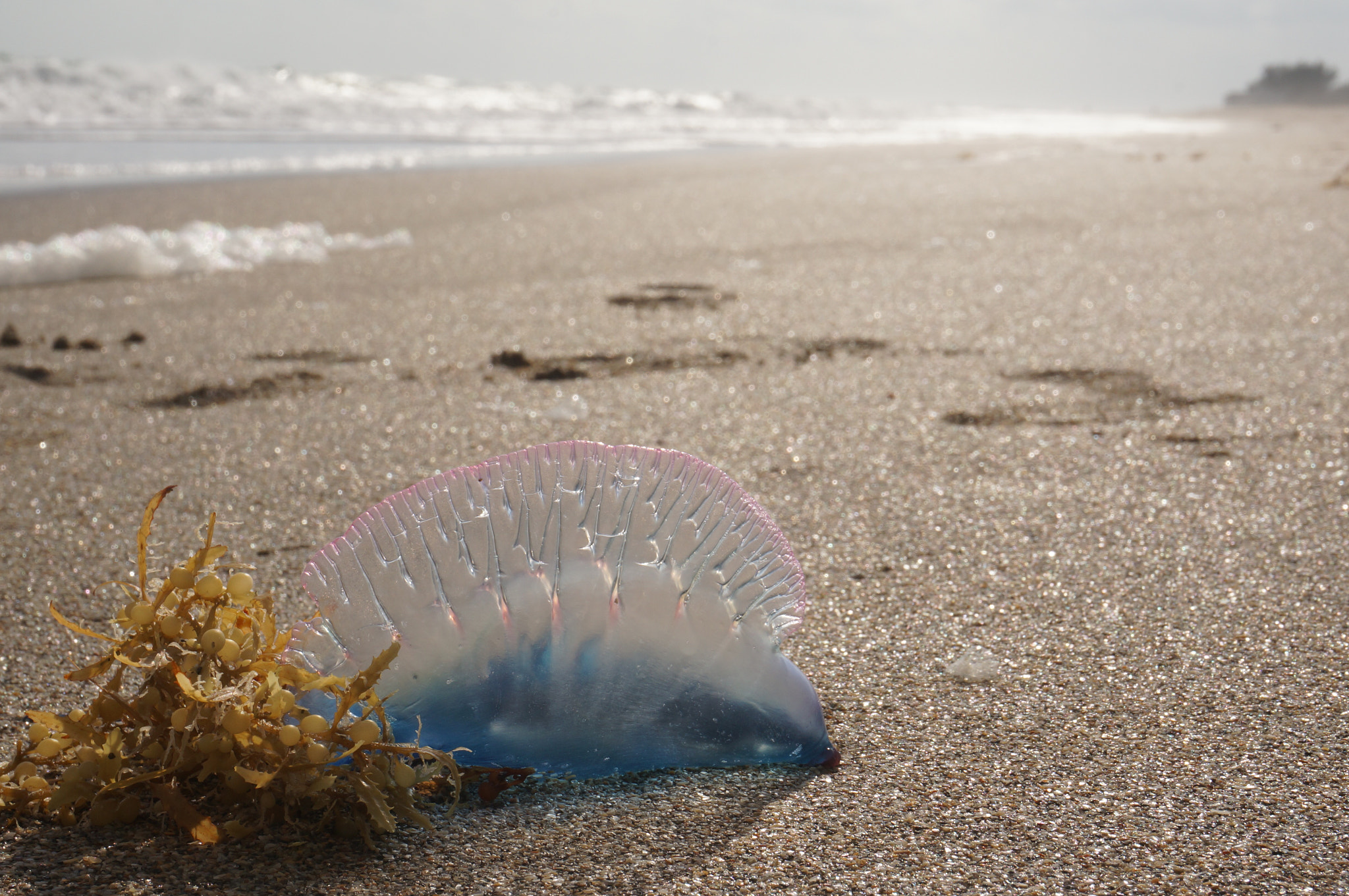 Sony Alpha NEX-6 + Sony E 18-50mm F4-5.6 sample photo. Jellyfish photography