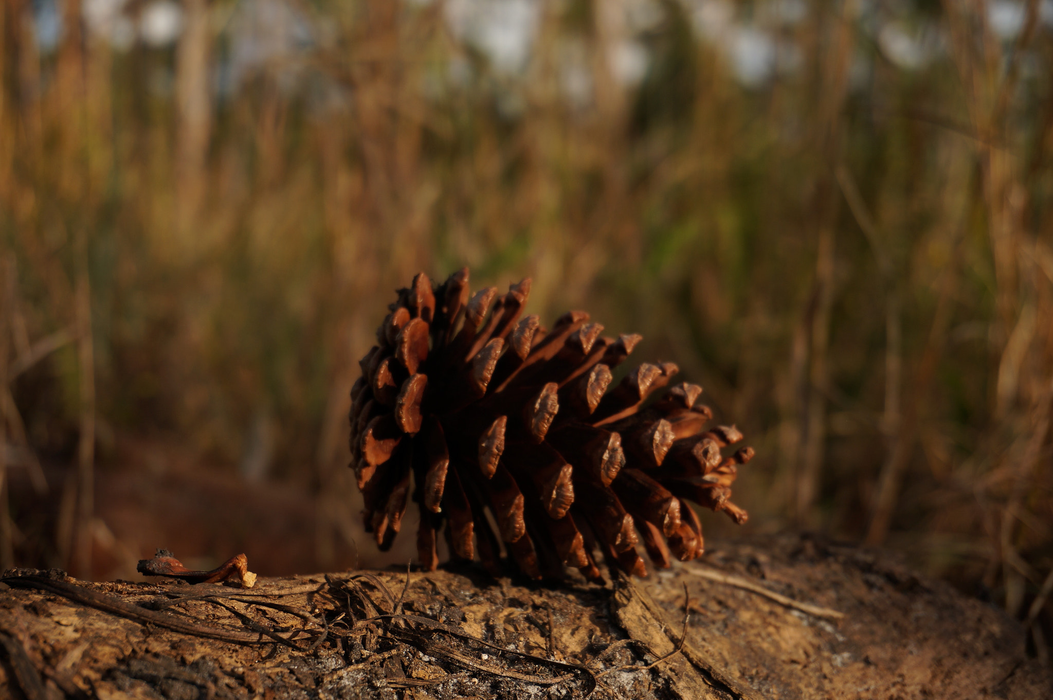 Sony Alpha NEX-6 sample photo. Pinecone photography