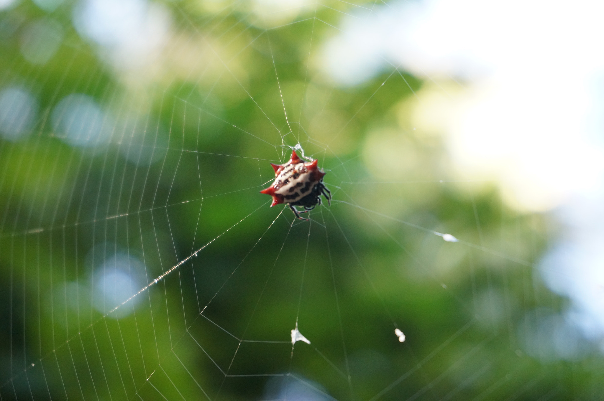 Sony Alpha NEX-6 + Sony E 18-50mm F4-5.6 sample photo. Spider photography