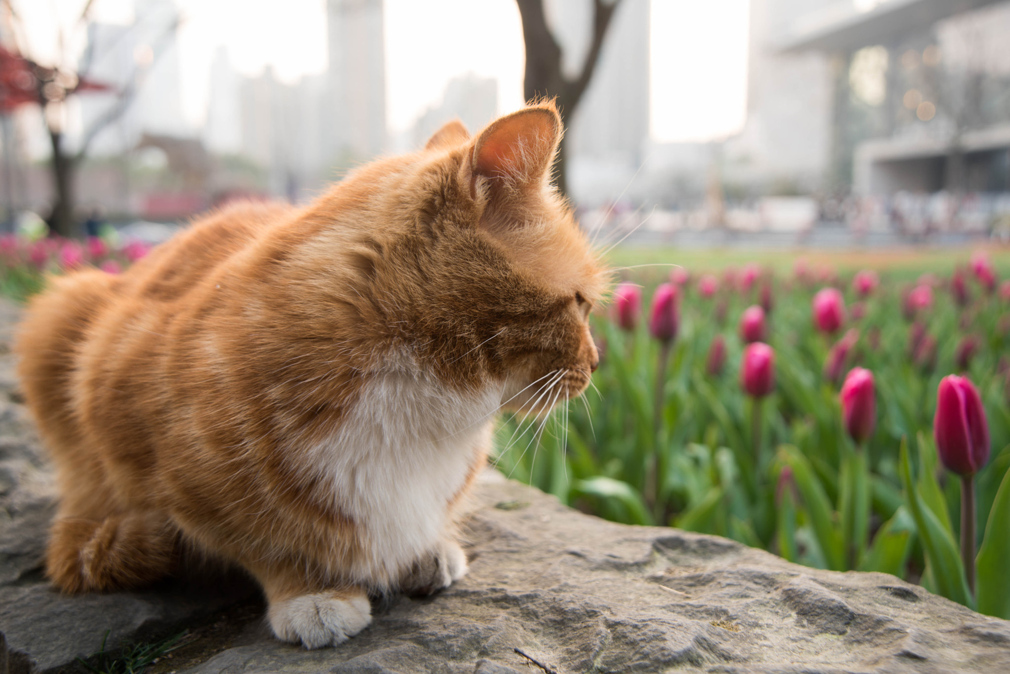 Nikon AF Nikkor 24-85mm F2.8-4D IF sample photo