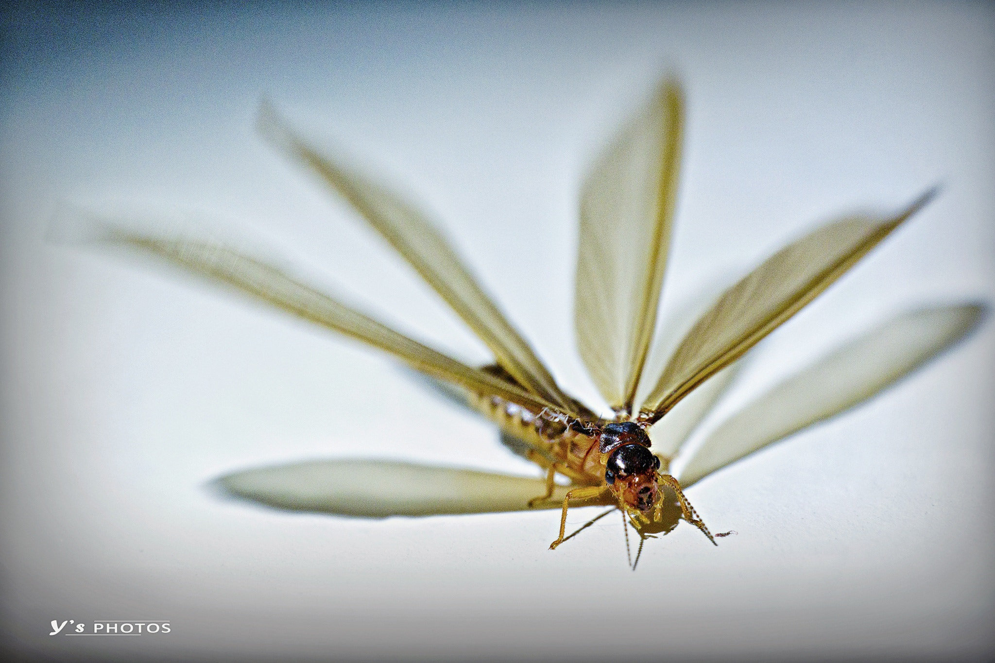 Sigma 30mm F2.8 EX DN sample photo. Flying ant. .. photography