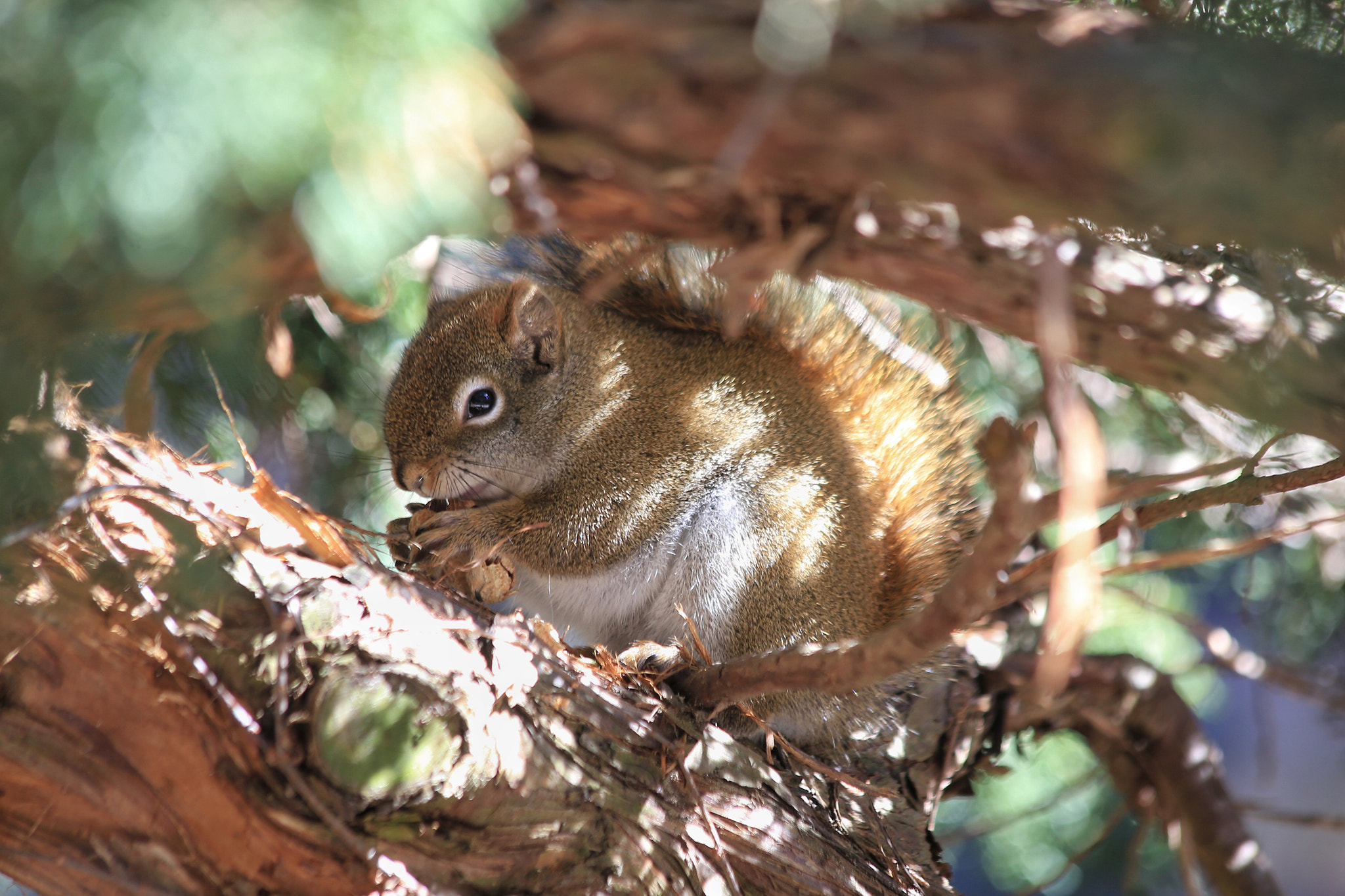 Canon EF 70-300mm F4-5.6 IS USM sample photo