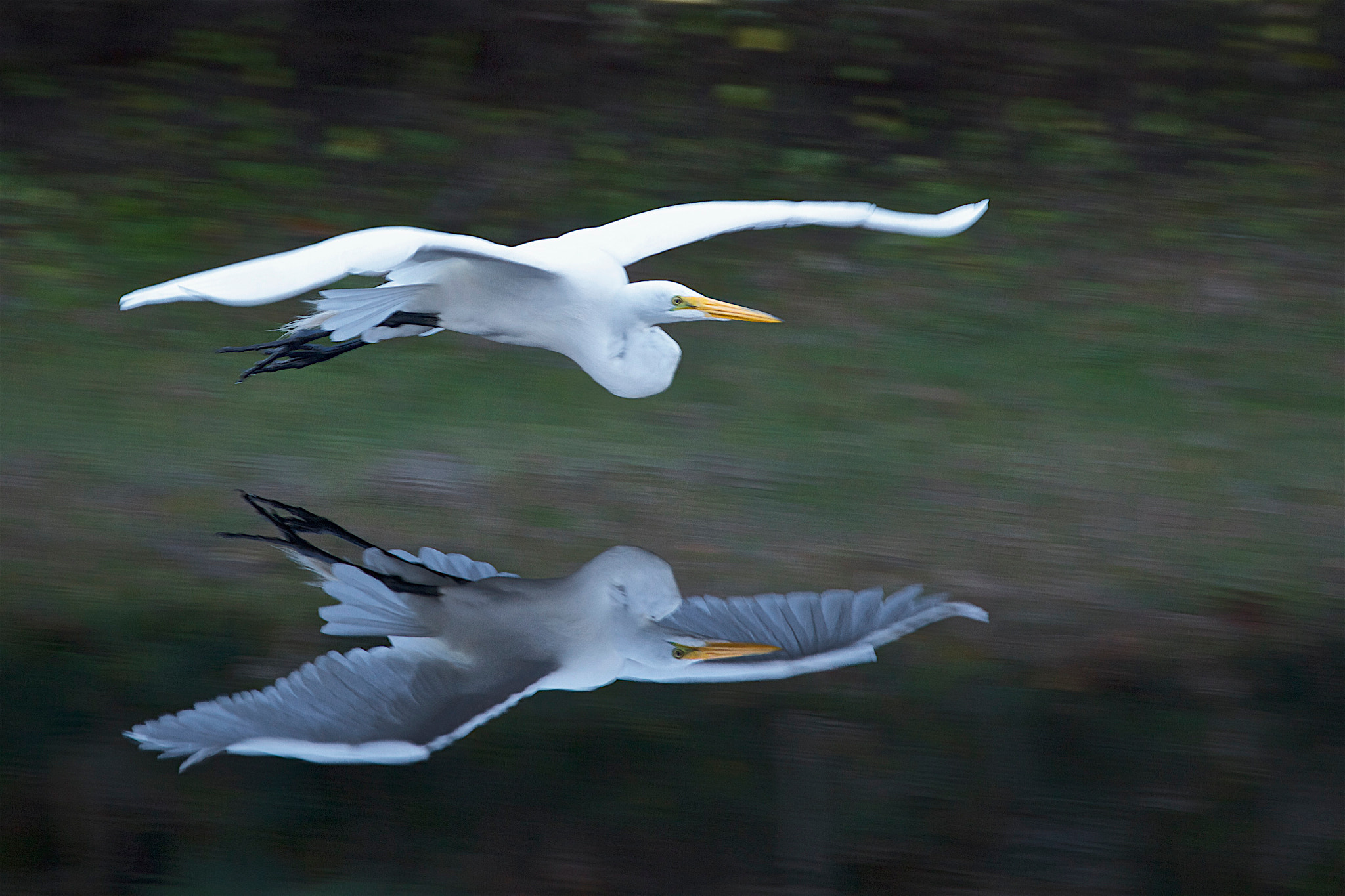 Canon EF 70-300mm F4-5.6L IS USM sample photo. Reflective egret photography