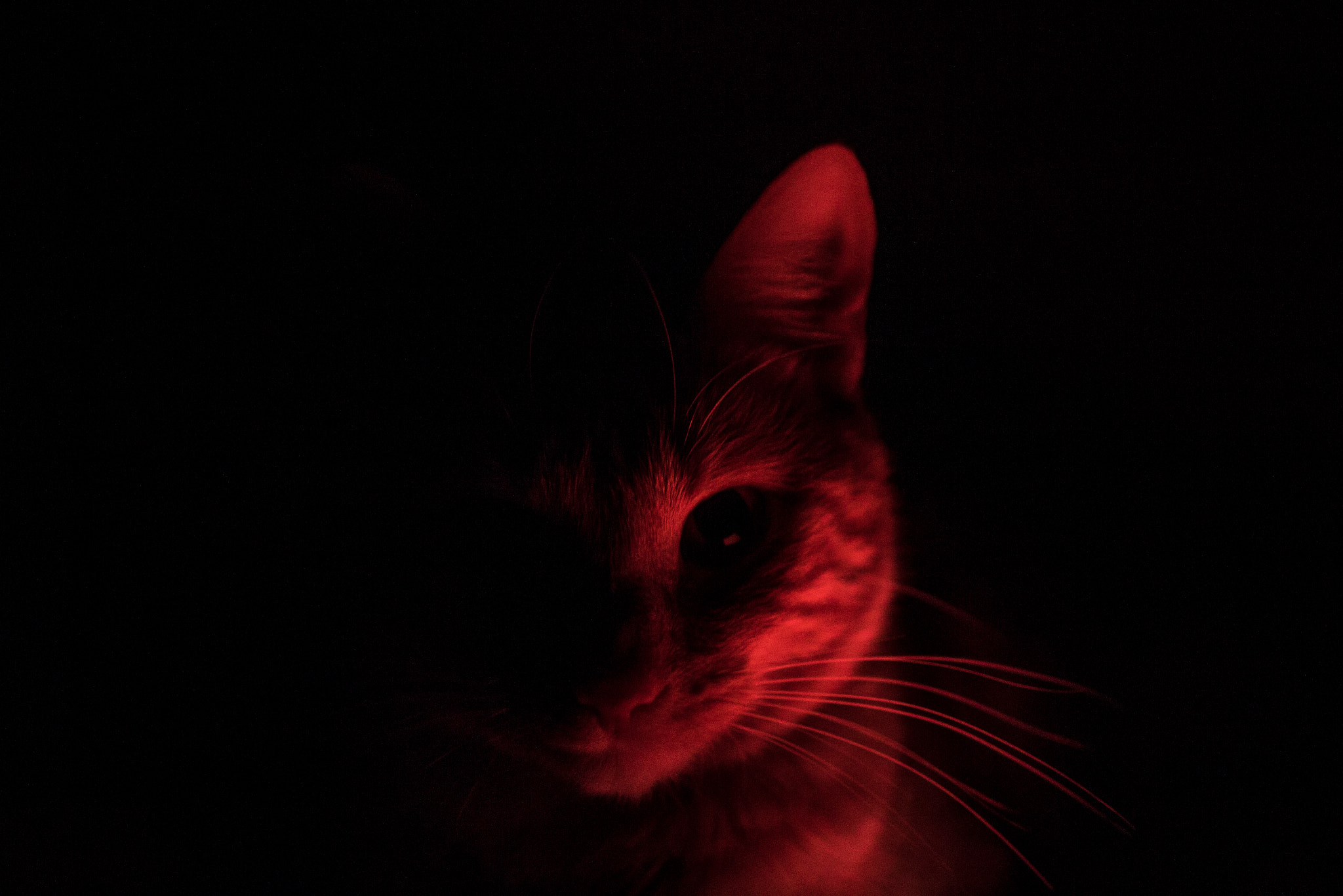 Sigma 30mm F1.4 EX DC HSM sample photo. Look in red photography
