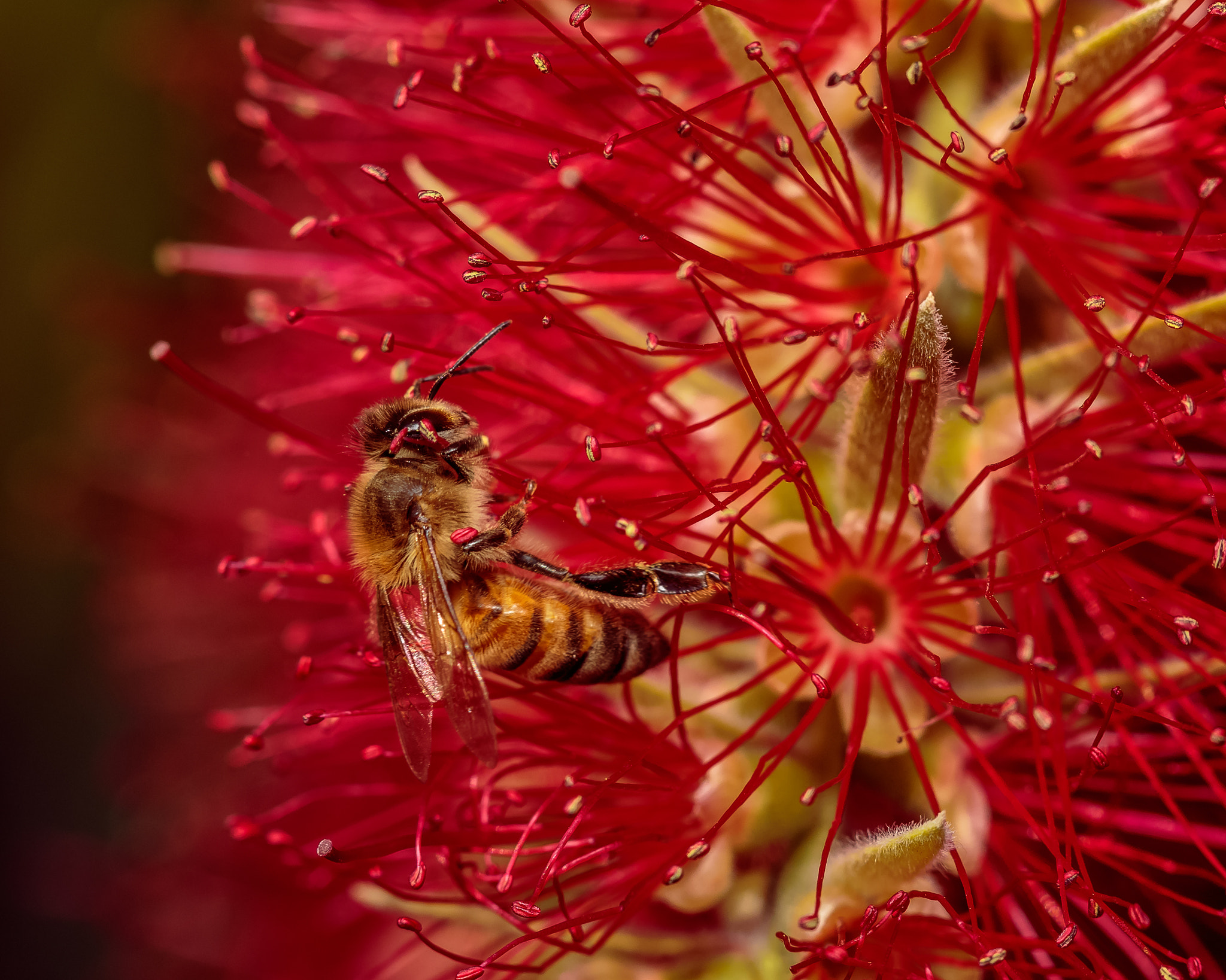 Canon EF 100mm F2.8 Macro USM sample photo. A bee on a bottlebrush photography