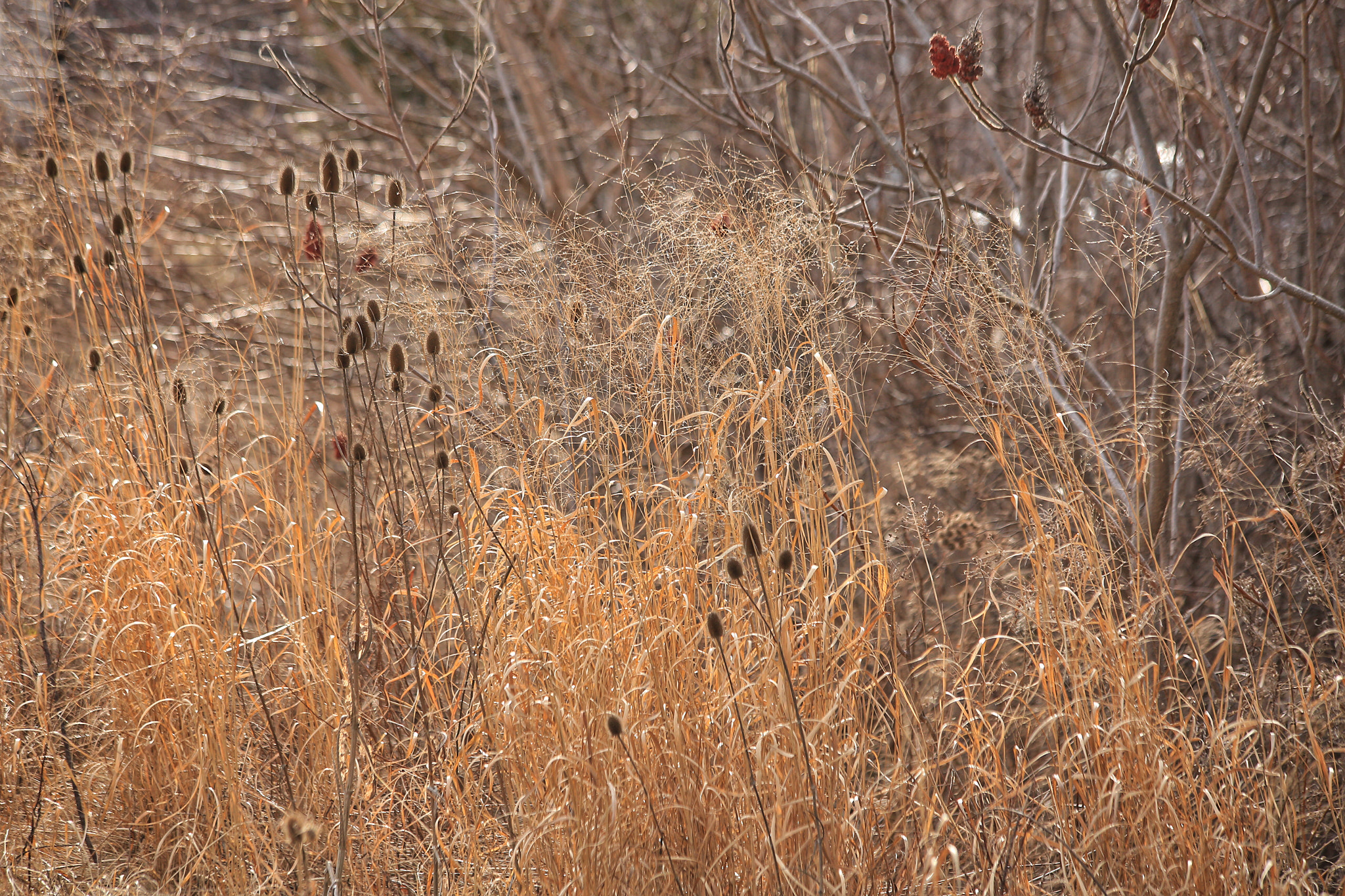Canon EF 70-300mm F4-5.6 IS USM sample photo