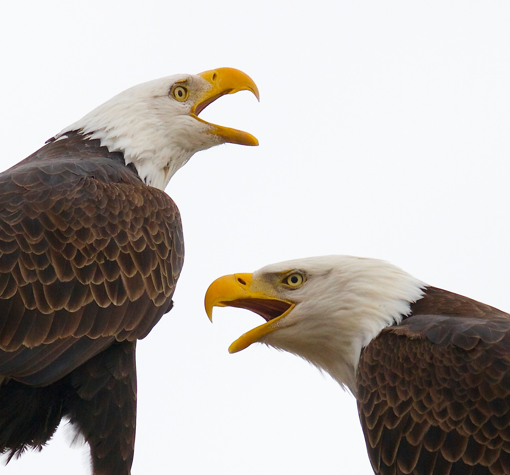 Canon EF 500mm F4L IS II USM sample photo. Bald eagles photography