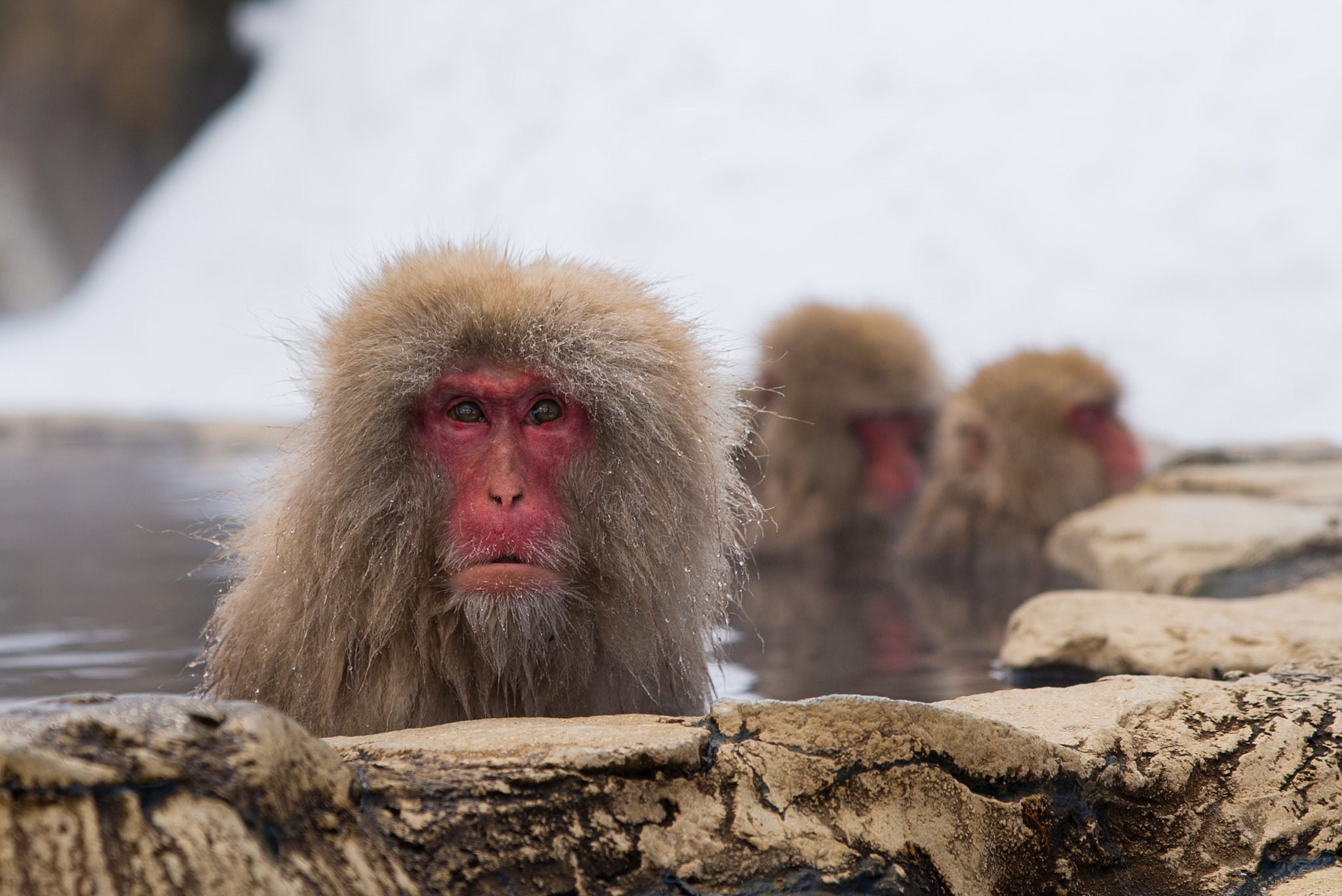 Nikon D610 + Sigma 24-70mm F2.8 EX DG HSM sample photo. Snow monkeys photography