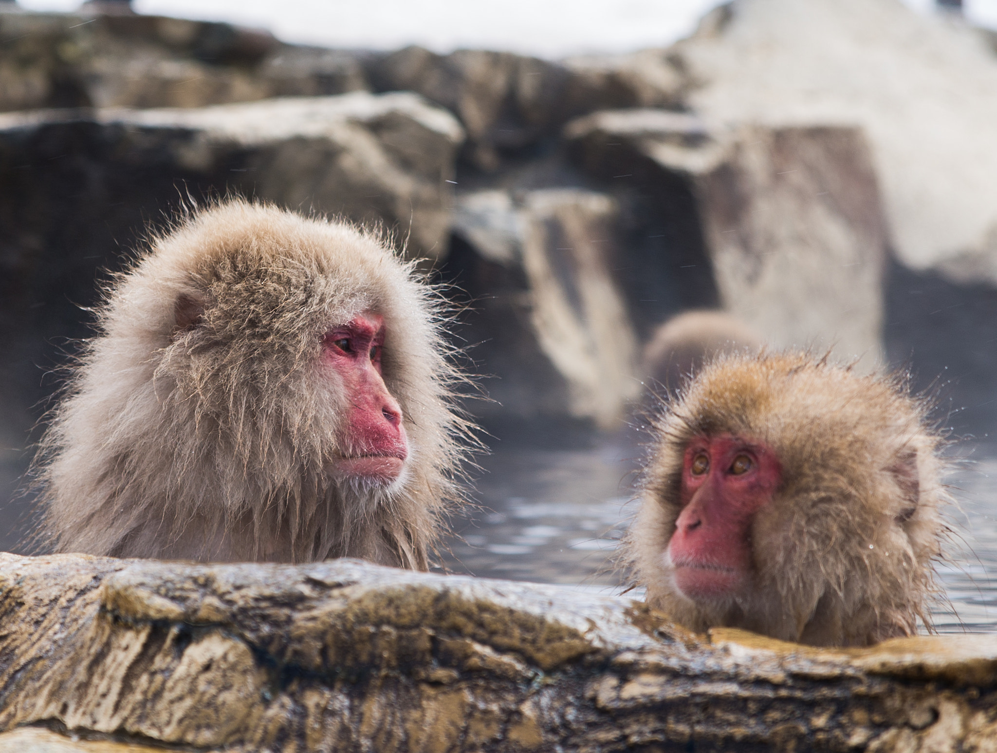 Nikon D610 + Sigma 24-70mm F2.8 EX DG HSM sample photo. Snow monkeys photography