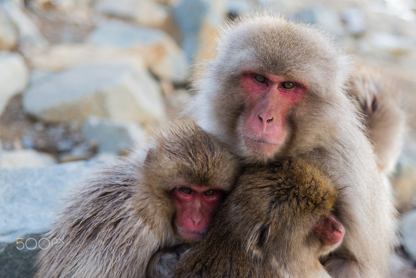 Nikon D610 + Sigma 24-70mm F2.8 EX DG HSM sample photo. Snow monkeys photography